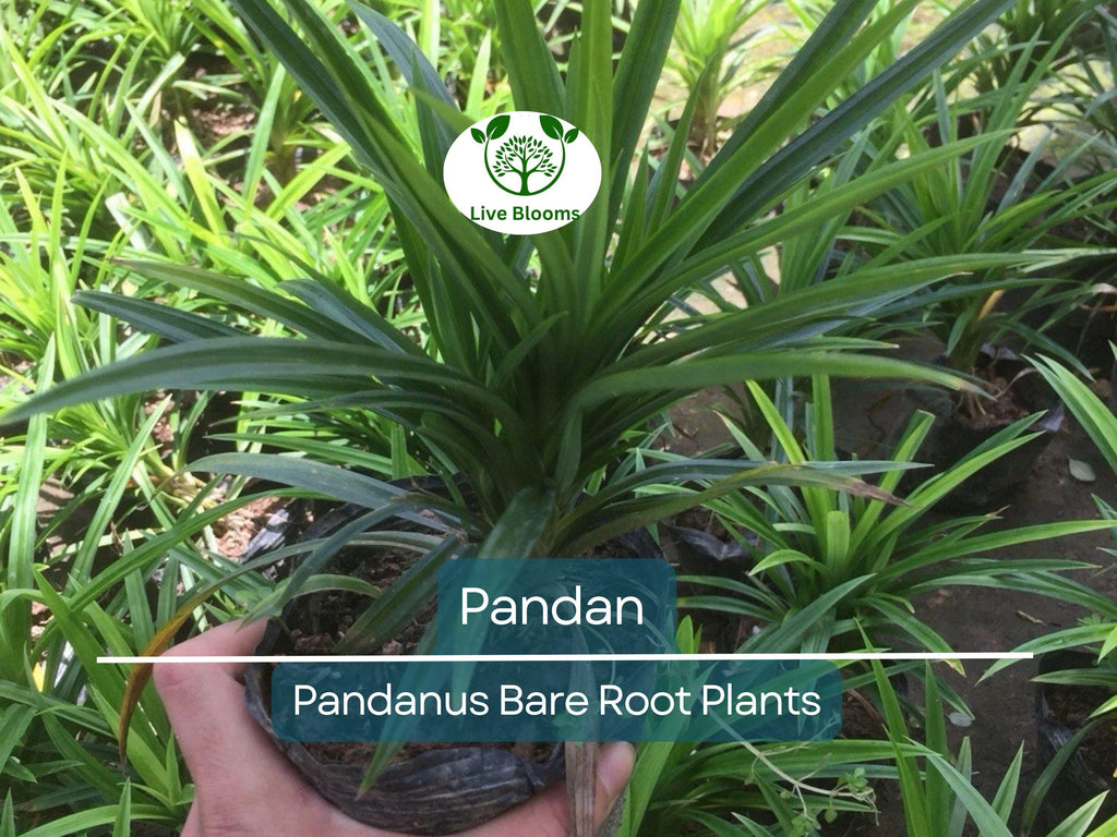 1 Live Pandan Plant – 6–8” Bare Root Tree with Roots – Aromatic Tropical Culinary Leaf Plant – Rare & Fragrant Herb