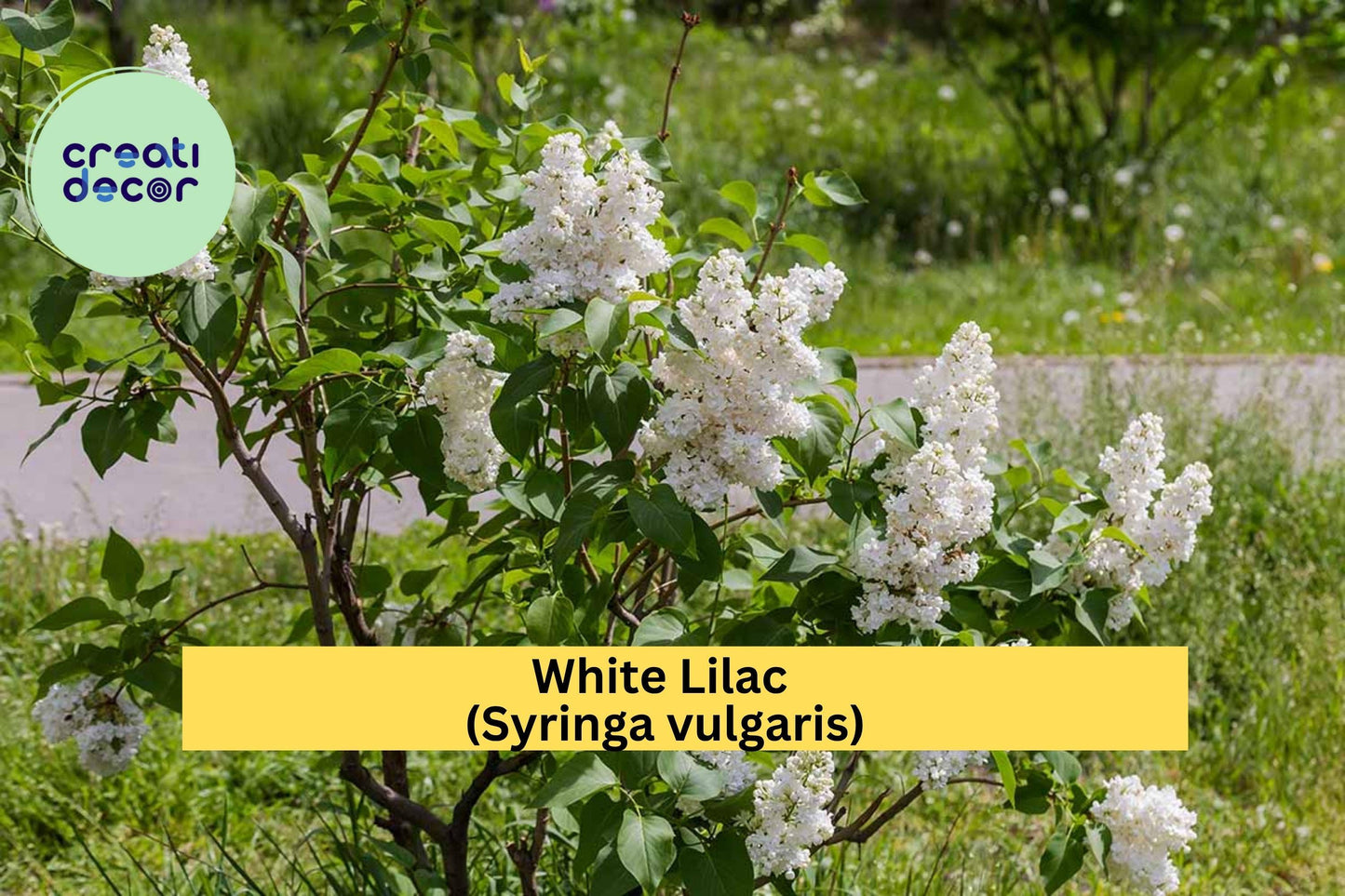 White Lilac Bush – Syringa vulgaris – Jumbo Bare Root Flowering Shrub, Fragrant Spring Blooms with Planting Instructions