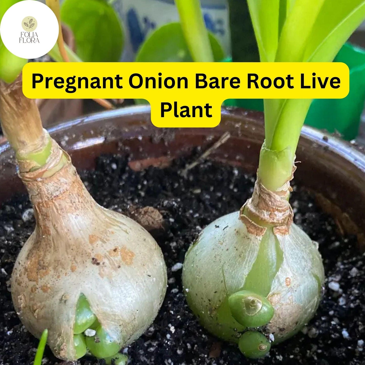 5 Bare Root Live Plants Albuca bracteata ‘Pregnant Onion’| Unique Bulbous Succulent | Easy Care Houseplant | Indoor/Outdoor Plant