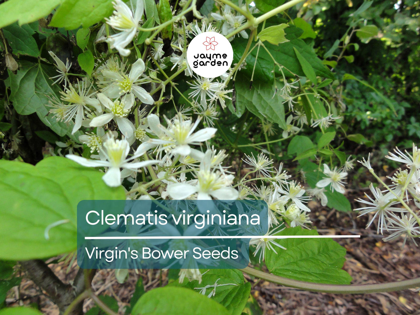 50 Seeds Clematis Virginiana | Virgin's Bower for Planting | Native Climbing Vine | White Flowers | Pollinator Friendly Perennial Gardens