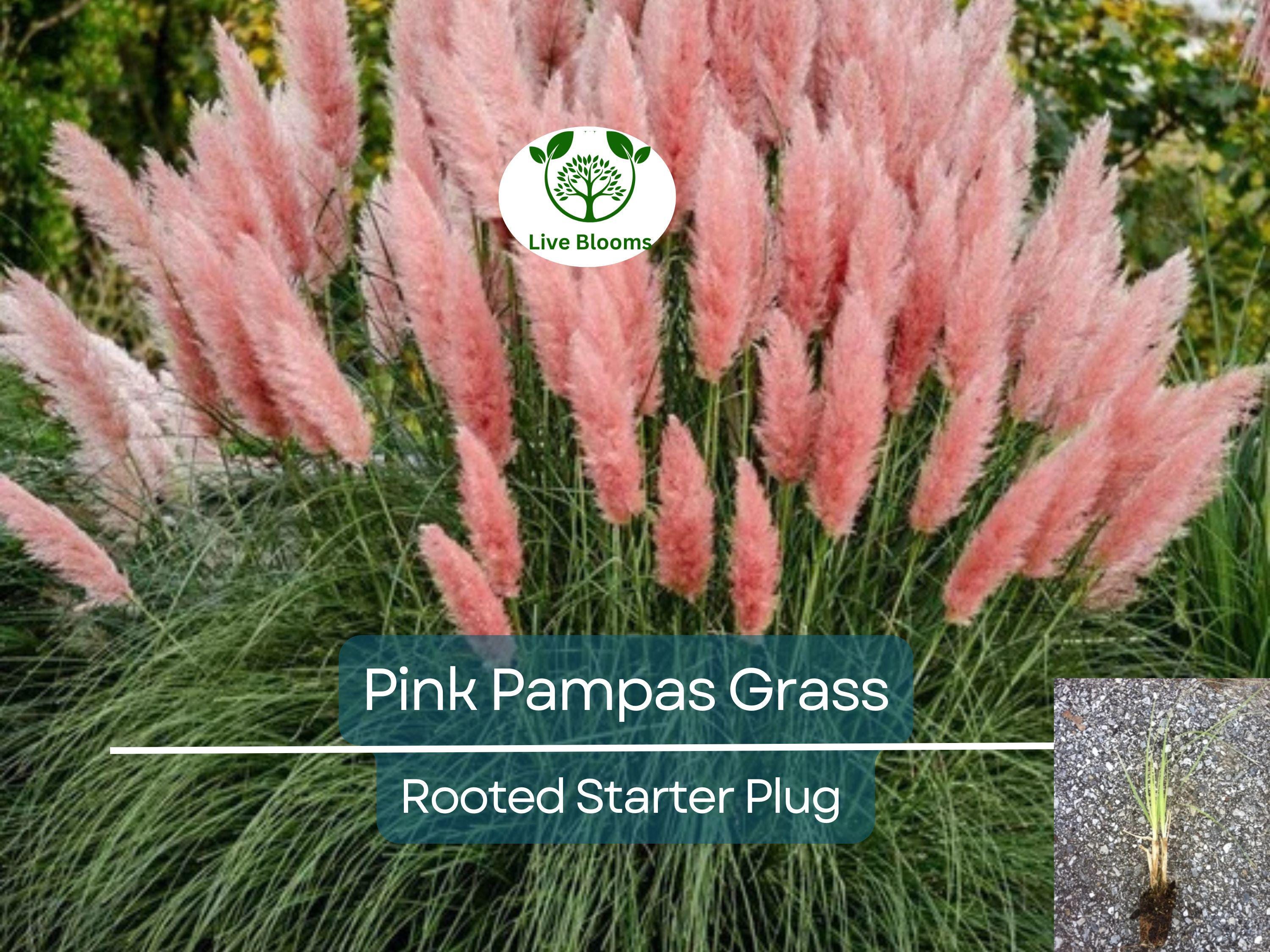3 Pink Pampas Grass Rooted Starter Plugs - Elegant, Hardy, Perfect for Landscaping, Garden, Ornamental Grass, Cortaderia Selloana
