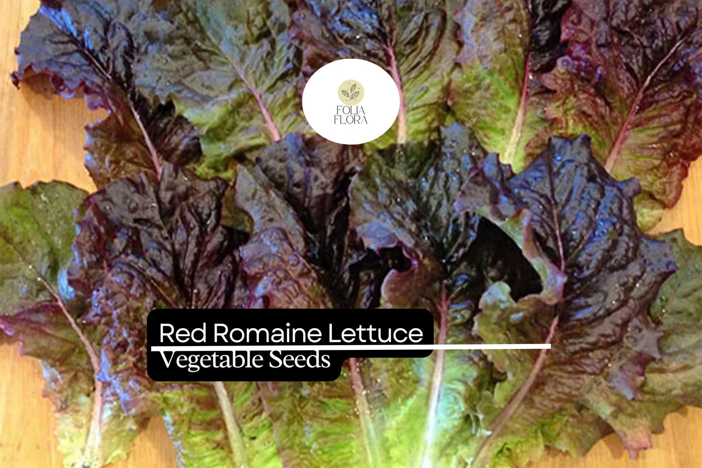 1000 Red Romaine Lettuce Seeds – Lactuca sativa – Crisp, Sweet & Nutritious, Heat-Tolerant, Perfect for Salads