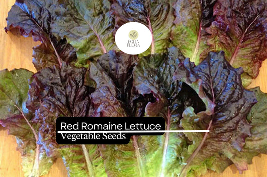 1000 Red Romaine Lettuce Seeds – Lactuca sativa – Crisp, Sweet & Nutritious, Heat-Tolerant, Perfect for Salads