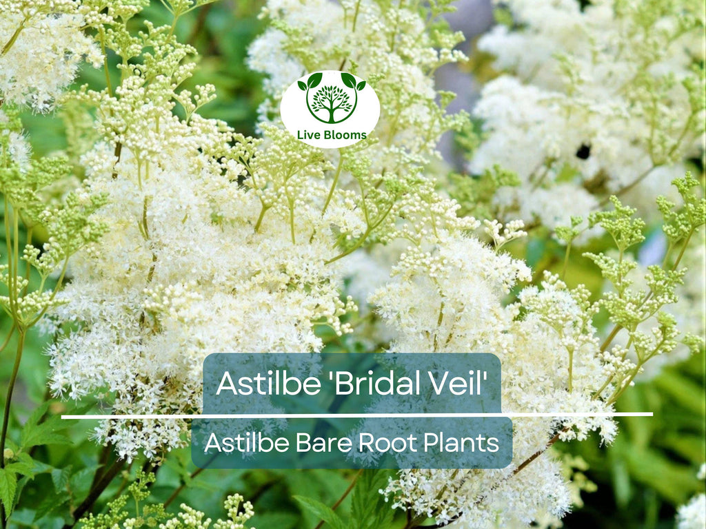 1 Astilbe 'Bridal Veil' – Live Bare Root Plant – White Plume Summer Flower for Shade Garden – Elegant Perennial Blooms