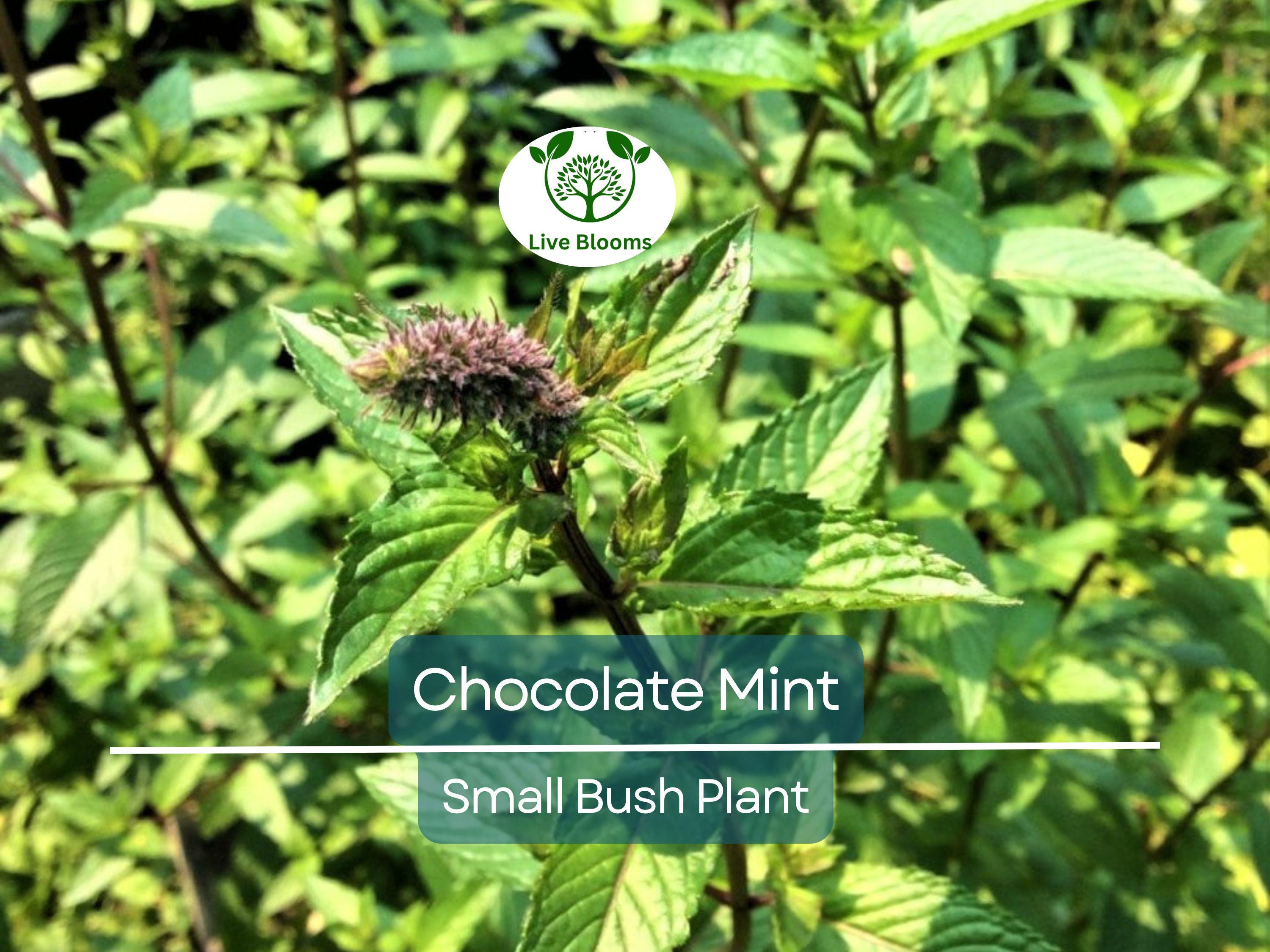 1 Chocolate Mint Small Bush Plant, Mentha x piperita, 8" Tall, Fresh Aromatic Herb, Perfect for Tea & Cooking, Easy to Grow