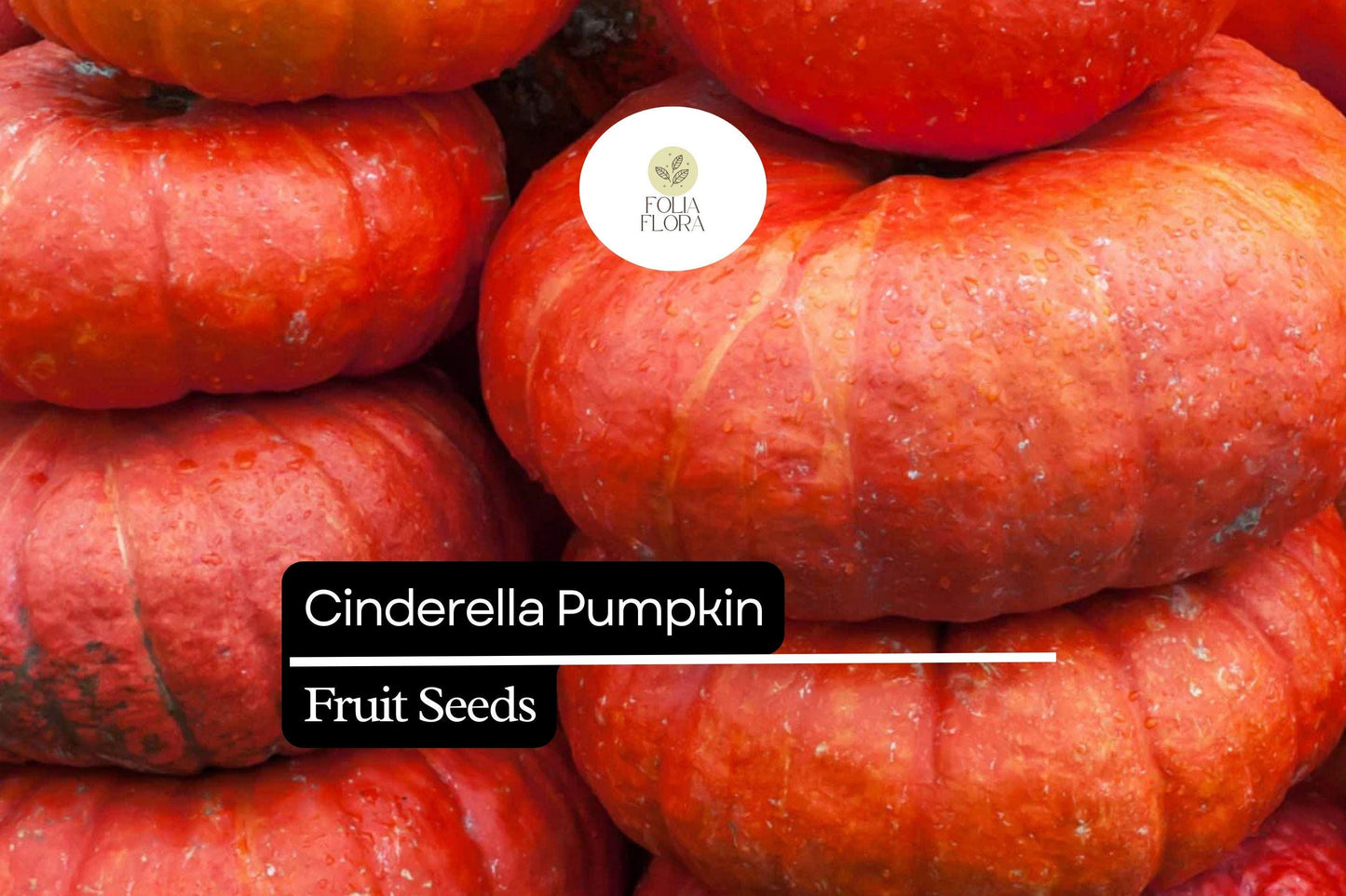 10 Seeds Cinderella Pumpkin (Cucurbita maxima) – Heirloom Rouge Vif d'Etampes Variety