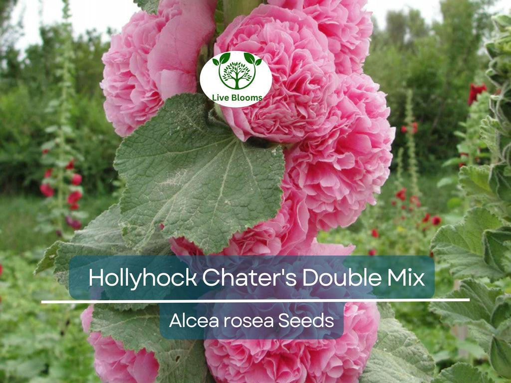 100 Seeds Hollyhock Chater's Double Mix Peony Flowered Blooms - Biennial Non-GMO, Alcea Rosea, Beautiful Garden Flowers, Hardy, Easy to Grow