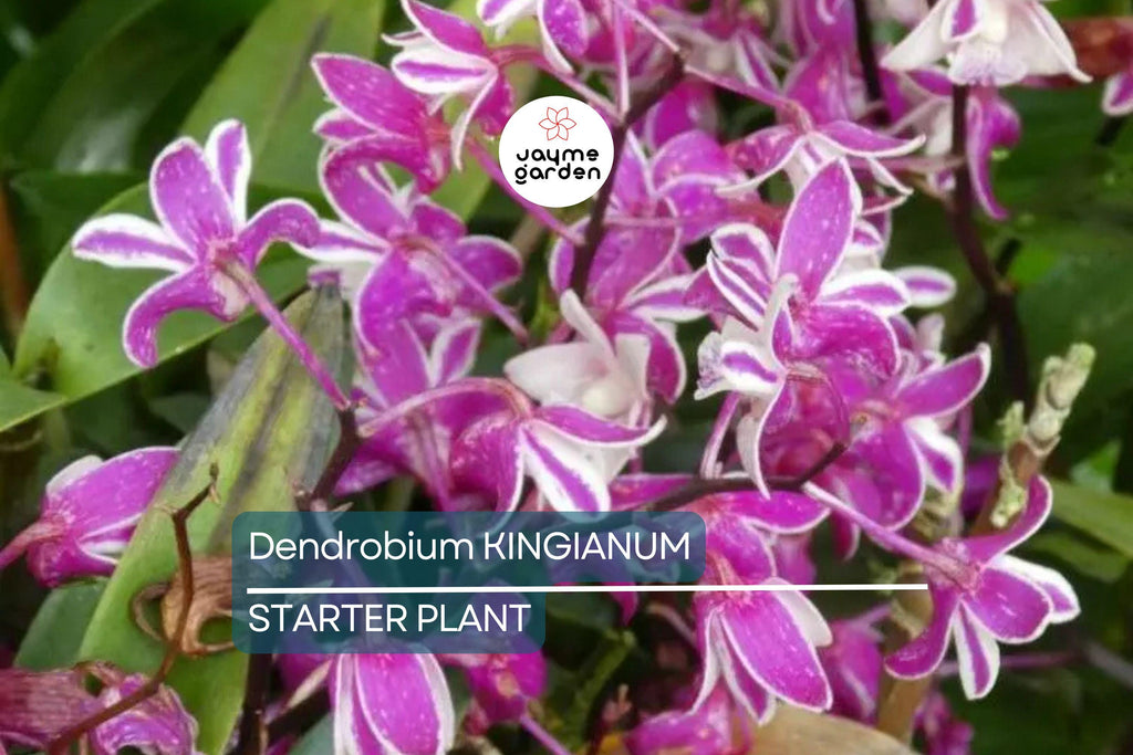 Dendrobium kingianum Orchid | Fragrant Pink Miniature Flower | 5-Inch Bare Root Starter Plant | Easy to Grow for Beginners