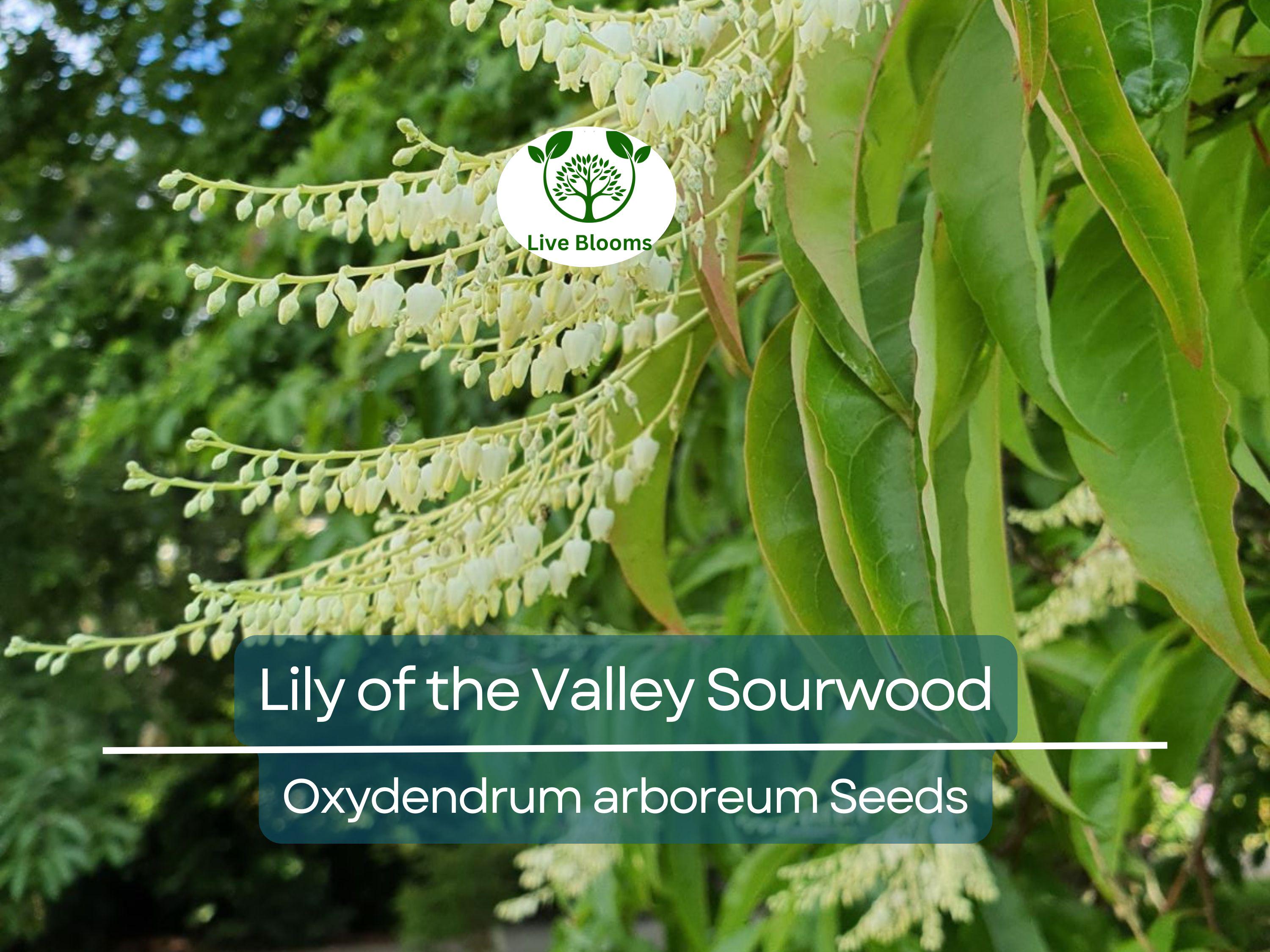 100 Lily of the Valley Sourwood Seeds (Oxydendrum arboreum), Honey Bee Tree, Fragrant White Flowers, Native Tree, Wildlife Friendly