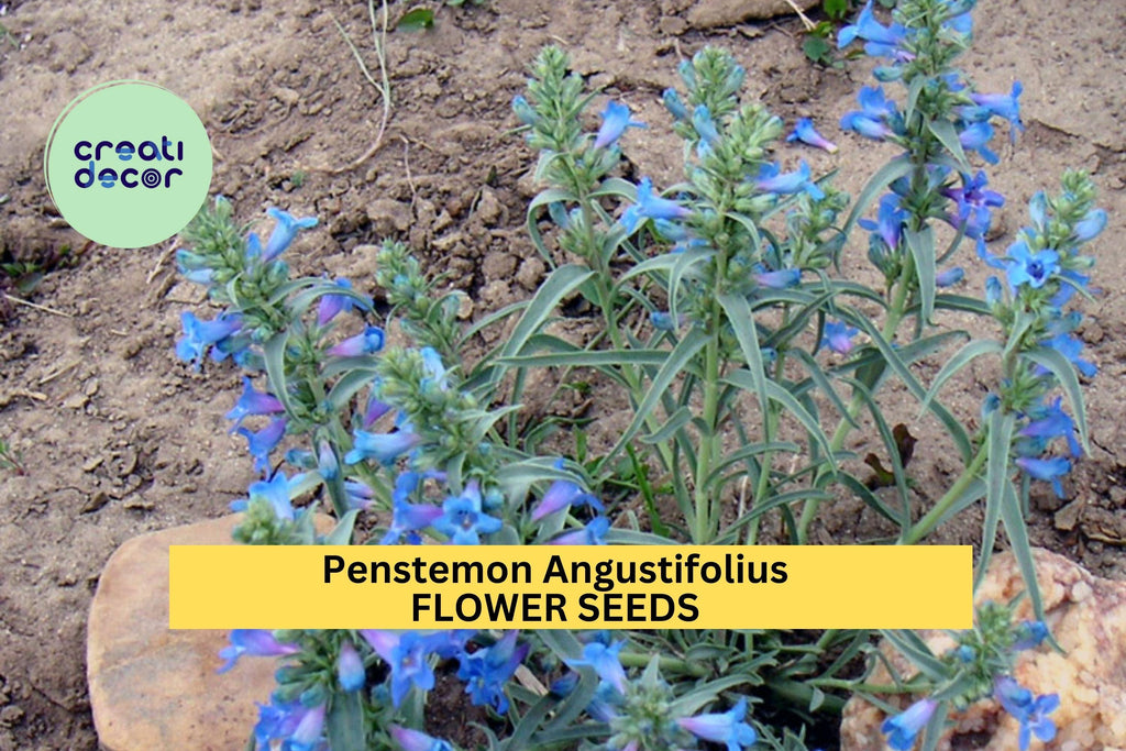3pcs of 100mg Penstemon angustifolius Seeds – Narrowleaf Penstemon for Dry Gardens, Pollinator Beds, or Native Meadows Seeds for Planting