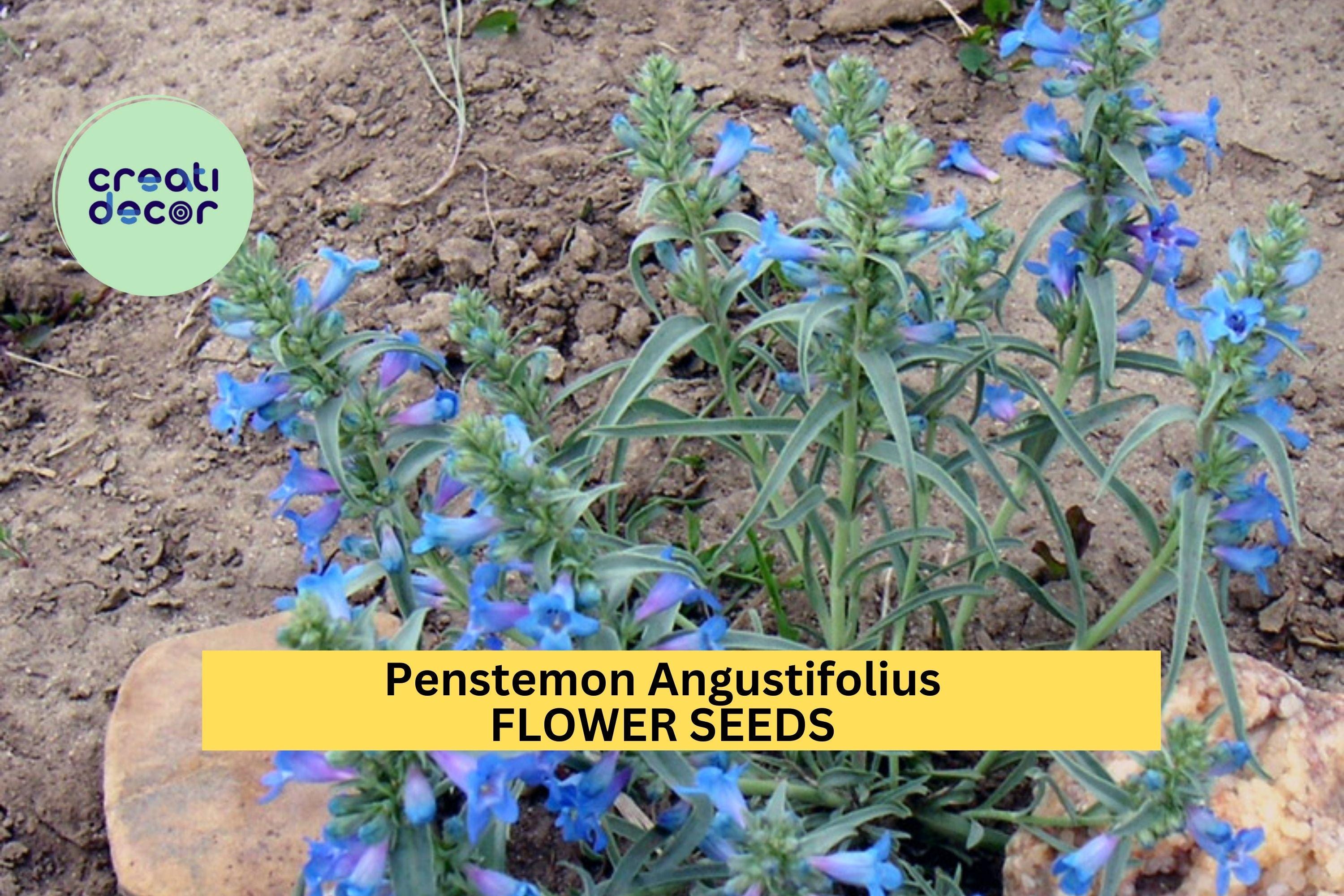 3pcs of 100mg Penstemon angustifolius Seeds – Narrowleaf Penstemon for Dry Gardens, Pollinator Beds, or Native Meadows Seeds for Planting