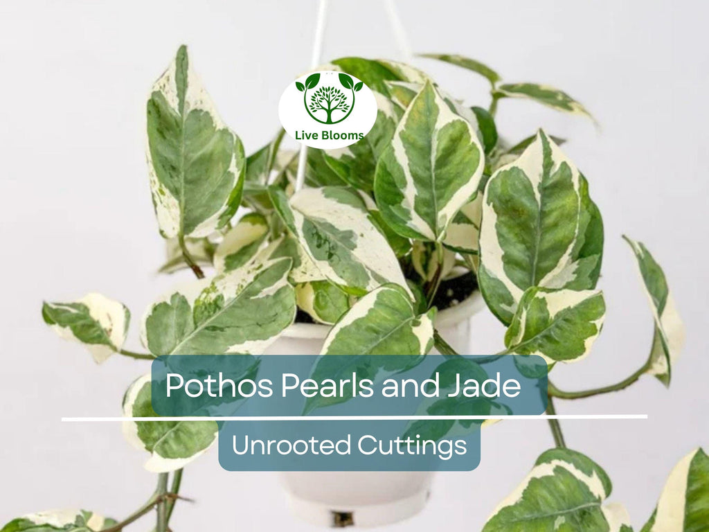 3 Unrooted Pothos Pearls and Jade Cuttings - Devil's Ivy Variegated House Plant - Indoor Plant for Sale