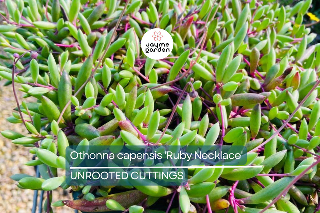 Othonna capensis 'Ruby Necklace' Succulent | 5 Live Cuttings | Unique, Trailing Plant