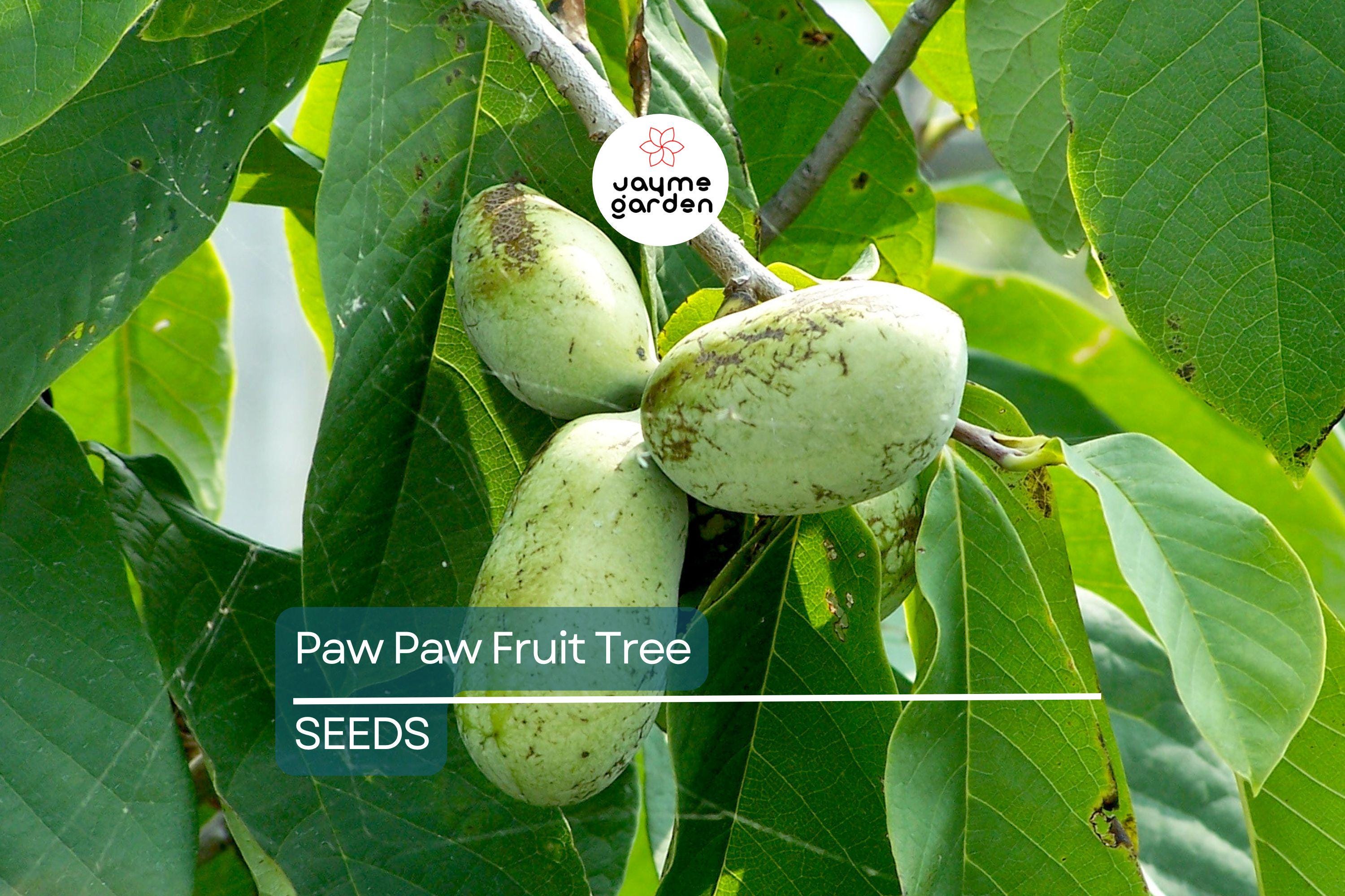 5 Paw Paw Tree Seeds (Asimina Triloba) | Fresh Stratified Indiana Banana Seeds | Ready to Plant | Unique Fruit & Purple Blossoms