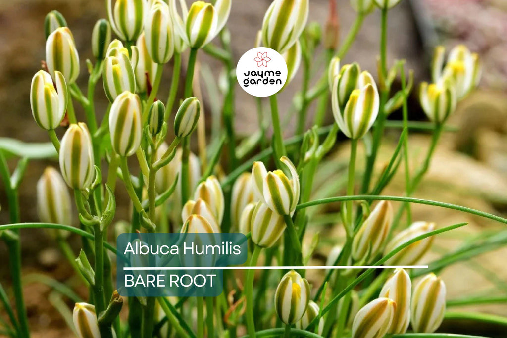 Albuca Humilis Live Plant Bulbs, 5 Pack, Unique Green-White Succulent, Moon Garden Gift, Drought-Tolerant, Easy-Care Rhizome Plant