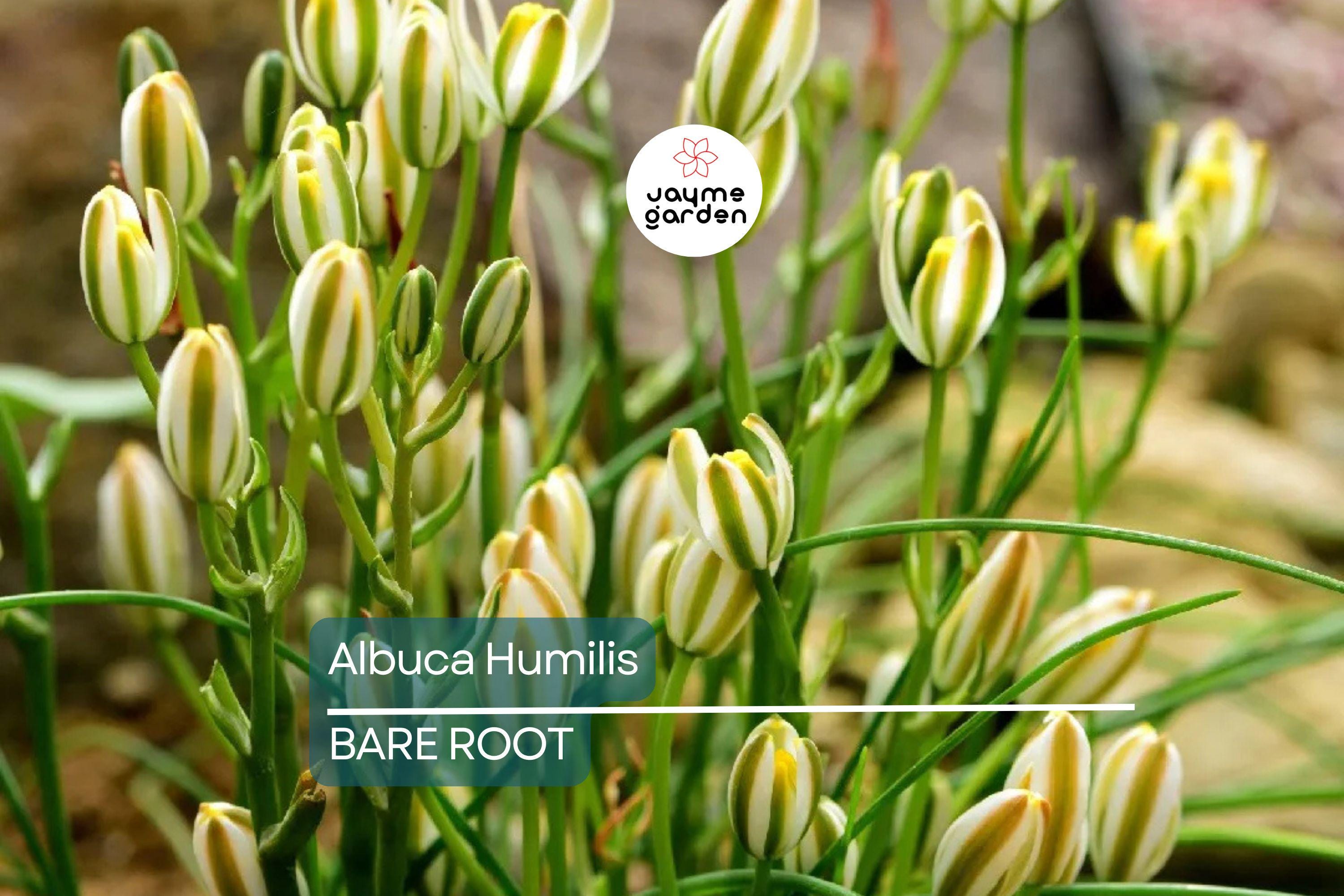 Albuca Humilis Live Plant Bulbs, 5 Pack, Unique Green-White Succulent, Moon Garden Gift, Drought-Tolerant, Easy-Care Rhizome Plant