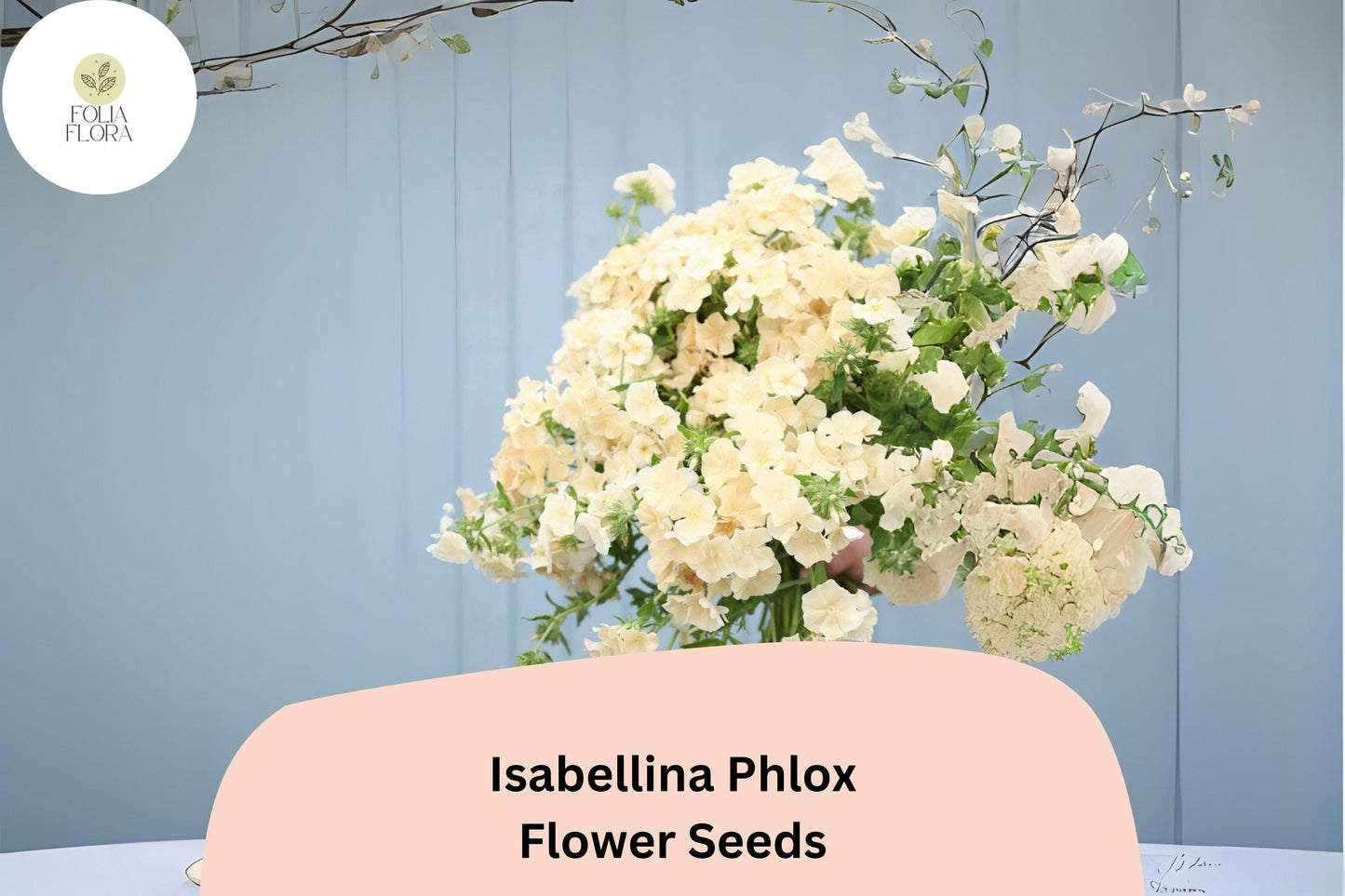 100+ Isabellina Phlox Seeds – Creamy Yellow Garden Flowers, Phlox drummondii