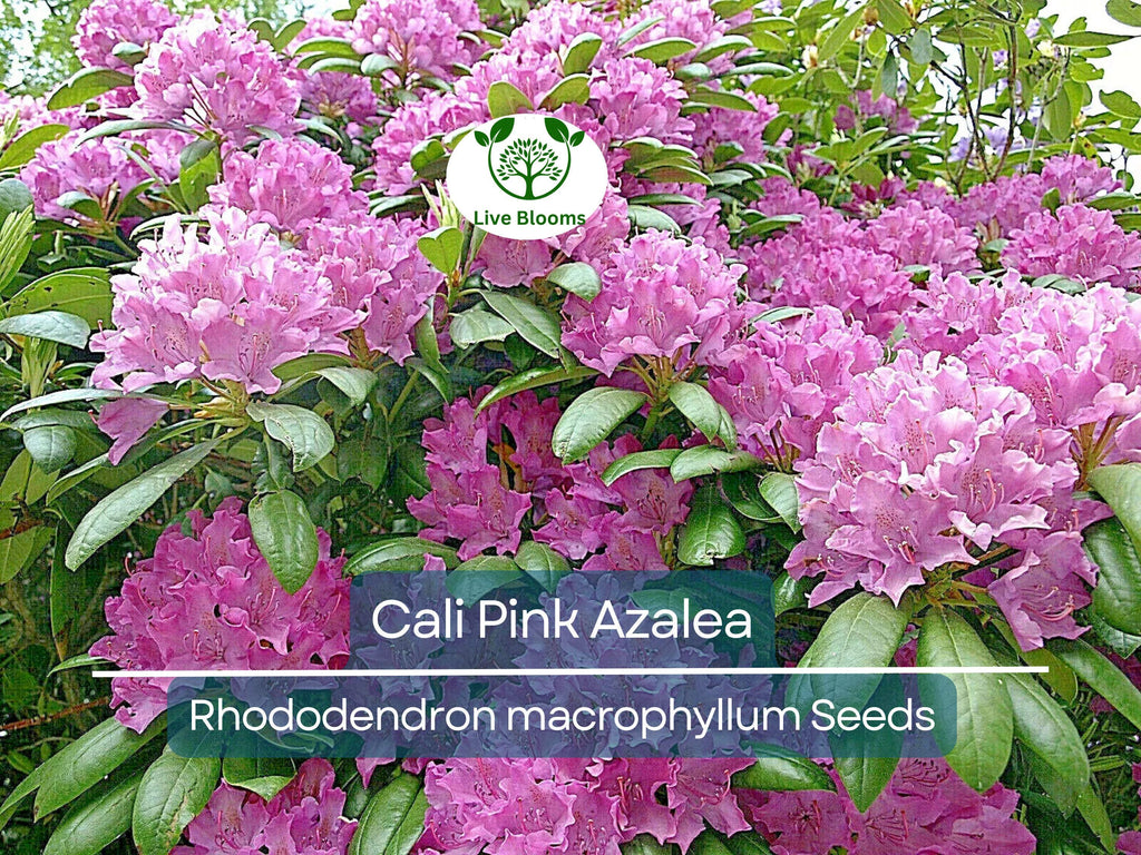 50 Cali Pink Azalea Seeds (Rhododendron macrophyllum) Flowering Shrub, Bush, Tree – Beautiful Pink Blooms, Hardy Garden Plant