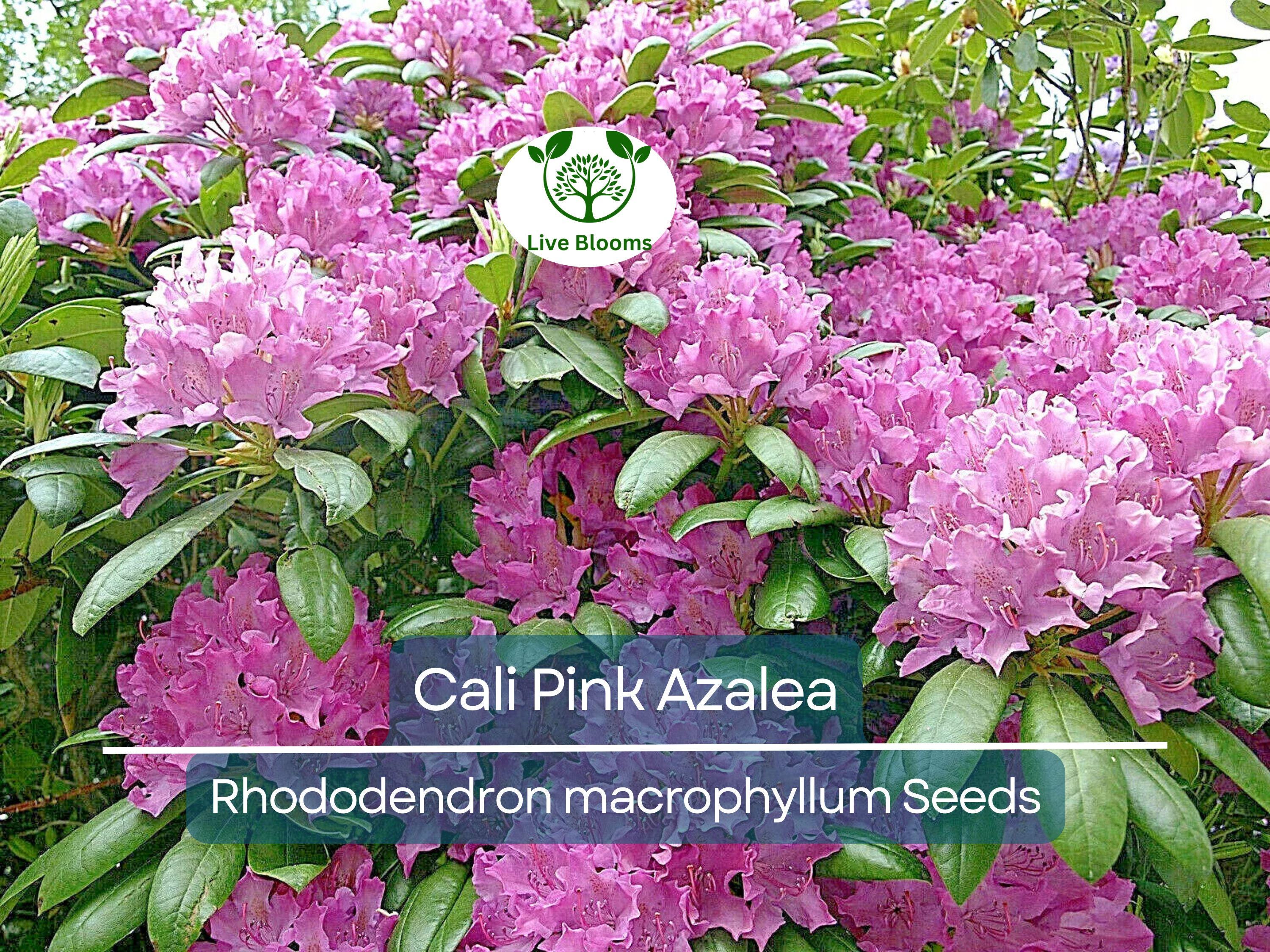 50 Cali Pink Azalea Seeds (Rhododendron macrophyllum) Flowering Shrub, Bush, Tree – Beautiful Pink Blooms, Hardy Garden Plant