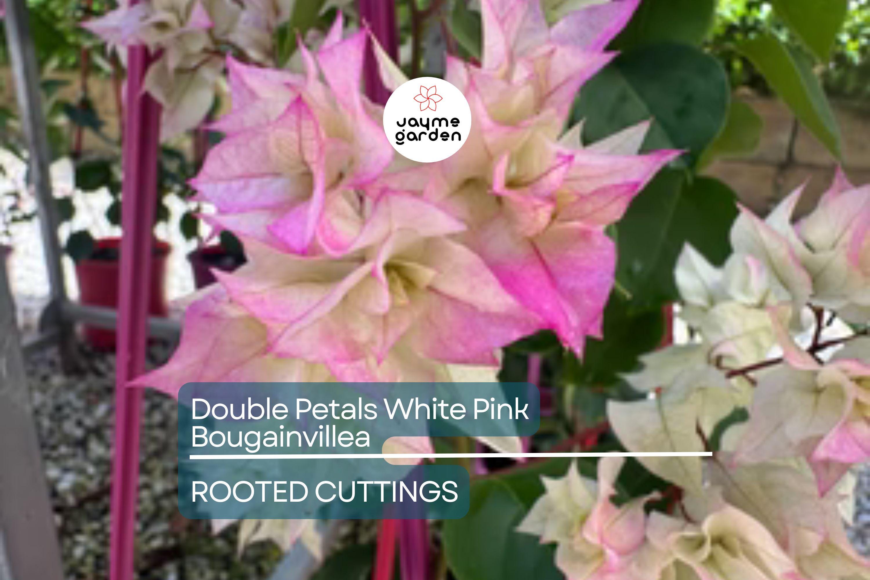 Rare Double Petal White Pink Bougainvillea Cuttings - 3 Fresh, 3-5", Climbing Plant, Medium Fragrance, Summer to Winter Blooms
