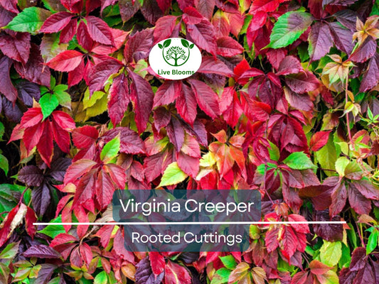 Virginia Creeper Perennial Rooted Cuttings 5"-8" - Parthenocissus quinquefolia, Hardy Vine, Fast-Growing, Ground Cover, Outdoor Garden Plant