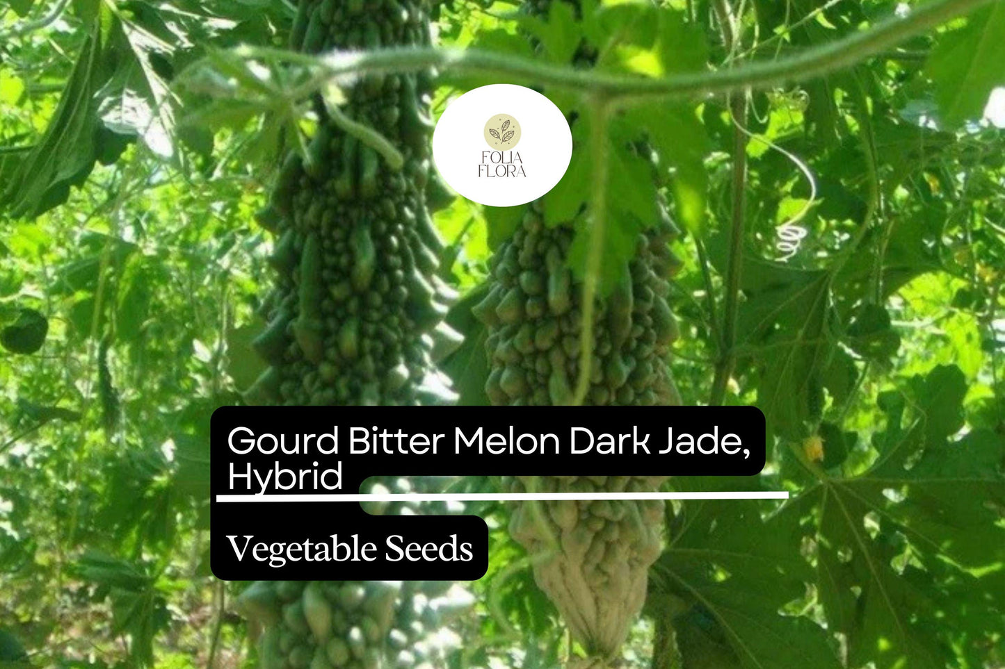 5 Seeds Bitter Melon Dark Jade Hybrid Momordica charantia | Bitter Gourd, High Yield, Heirloom, Non-GMO, Asian Cuisine, Easy to Grow