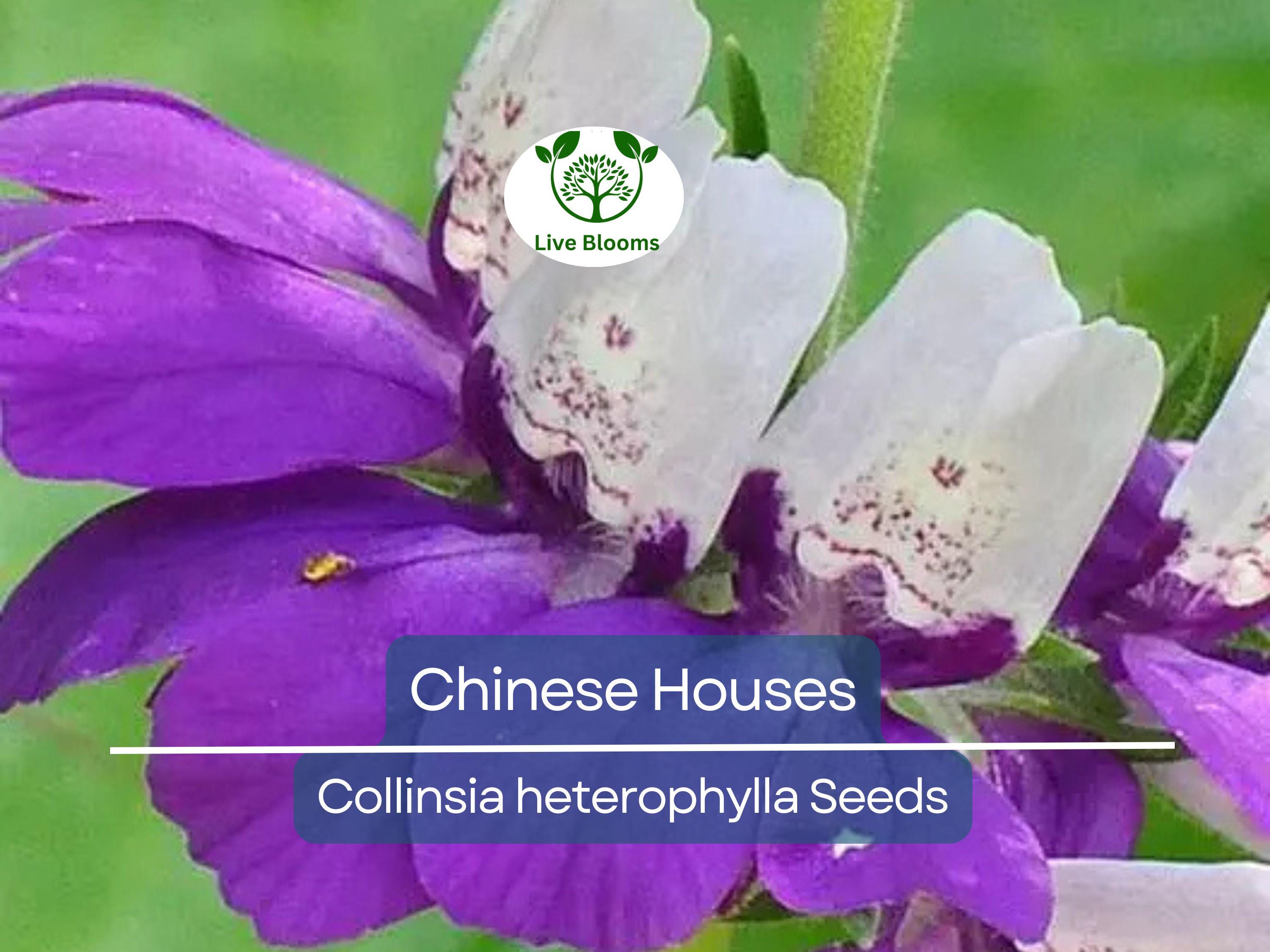 500 Chinese Houses Seeds - Collinsia heterophylla Wildflower | Non-GMO, Shade or Sun, Pollinator Attractor, Native Annual Flower