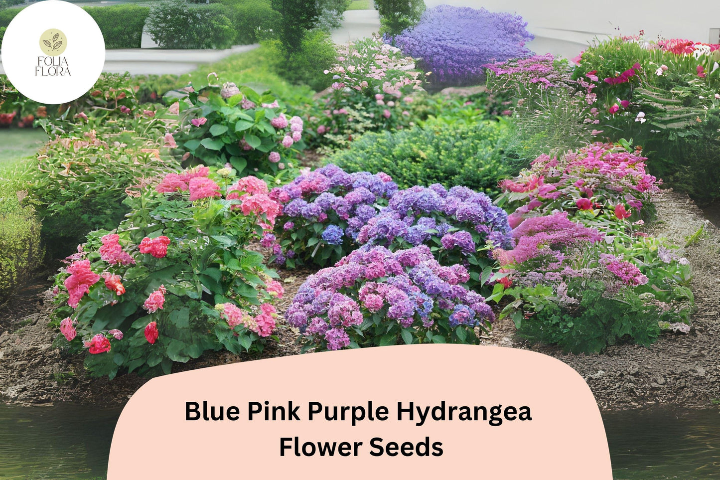 25 Blue Pink Purple Hydrangea Seeds | Mixed Color Blooms | Ornamental Shrub | Garden or Pot Plant | Long-Lasting Flower Show