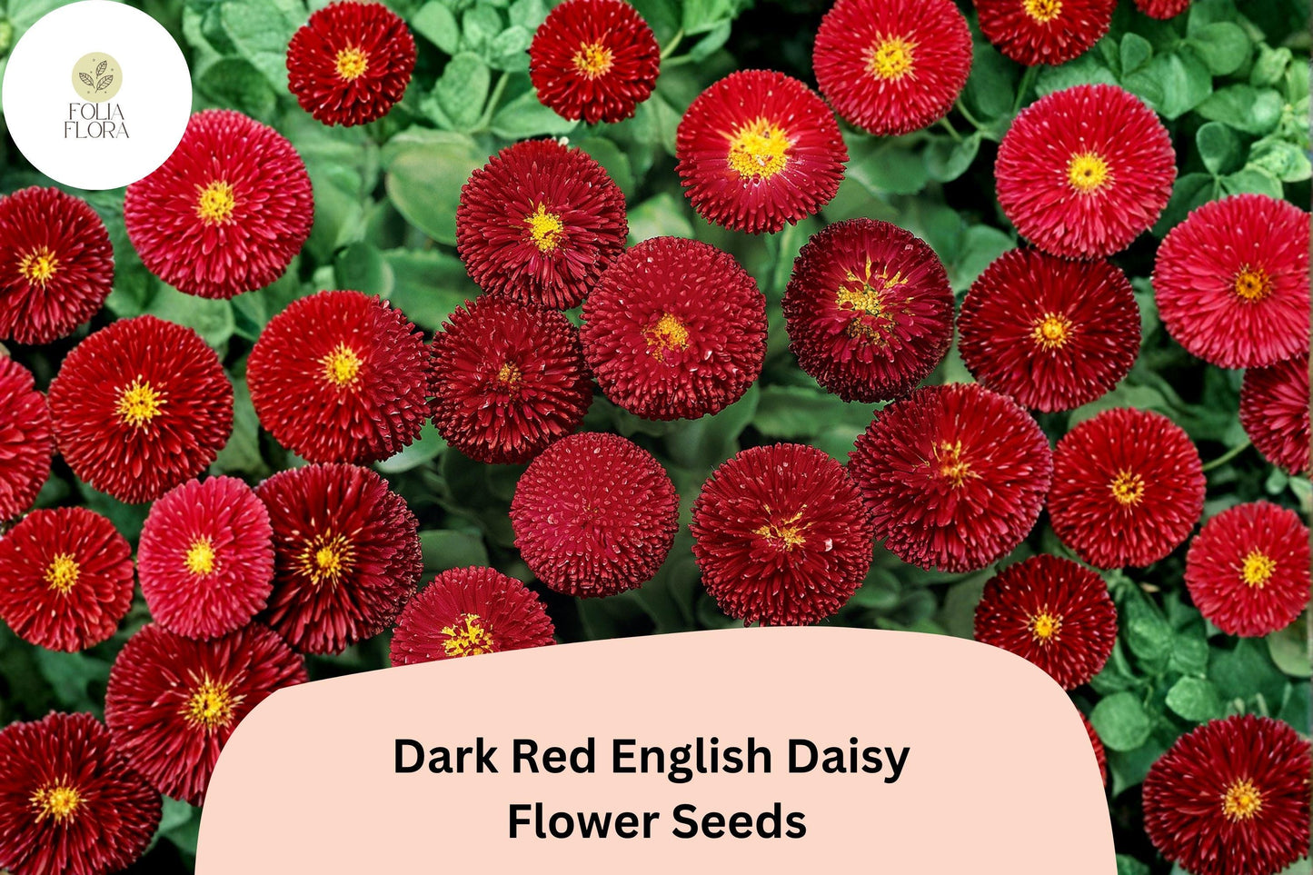 200+ Dark Red English Daisy Seeds | Bellis perennis | Perennial Blooms | Charming Red Garden Flower