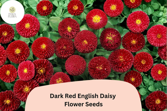 200+ Dark Red English Daisy Seeds | Bellis perennis | Perennial Blooms | Charming Red Garden Flower