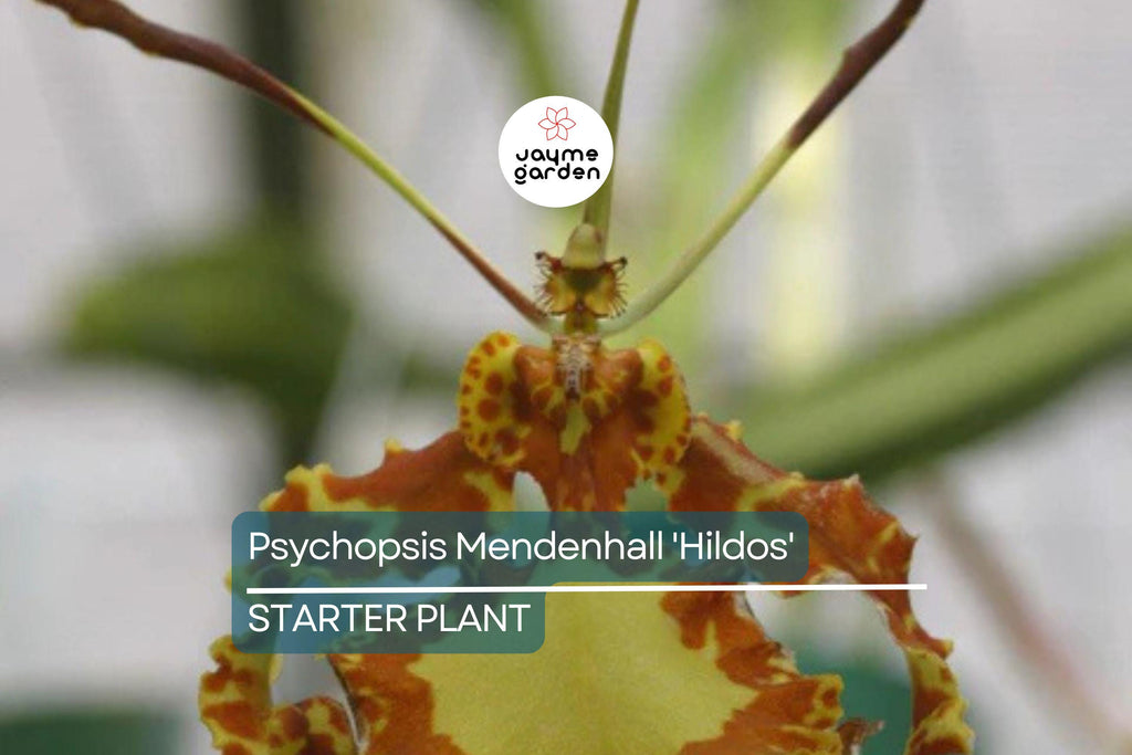 Psychopsis Mendenhall 'Hildos' FCC/AOS Orchid | Red/Yellow Cattleya | 2" Pot Live Orchid | Tropical Indoor/Outdoor Plant