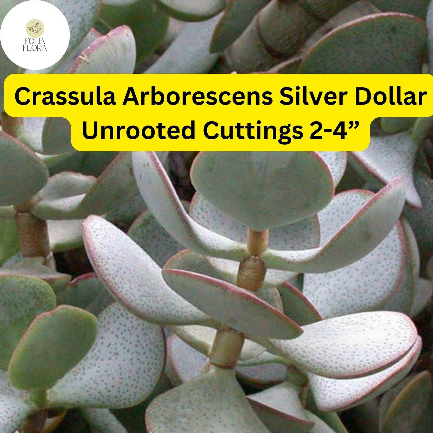 Crassula Arborescens ‘Silver Dollar’ | 3 Unrooted 2-4” Cuttings | Rare Blue-Green Succulent, Easy-Care, Unique Jade Plant