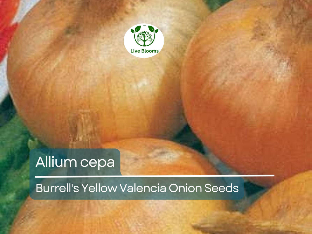 250 mg Onion Seeds - Burrell's Yellow Valencia | Allium cepa | Heirloom Vegetable Seeds for Planting, Gardening & Harvesting