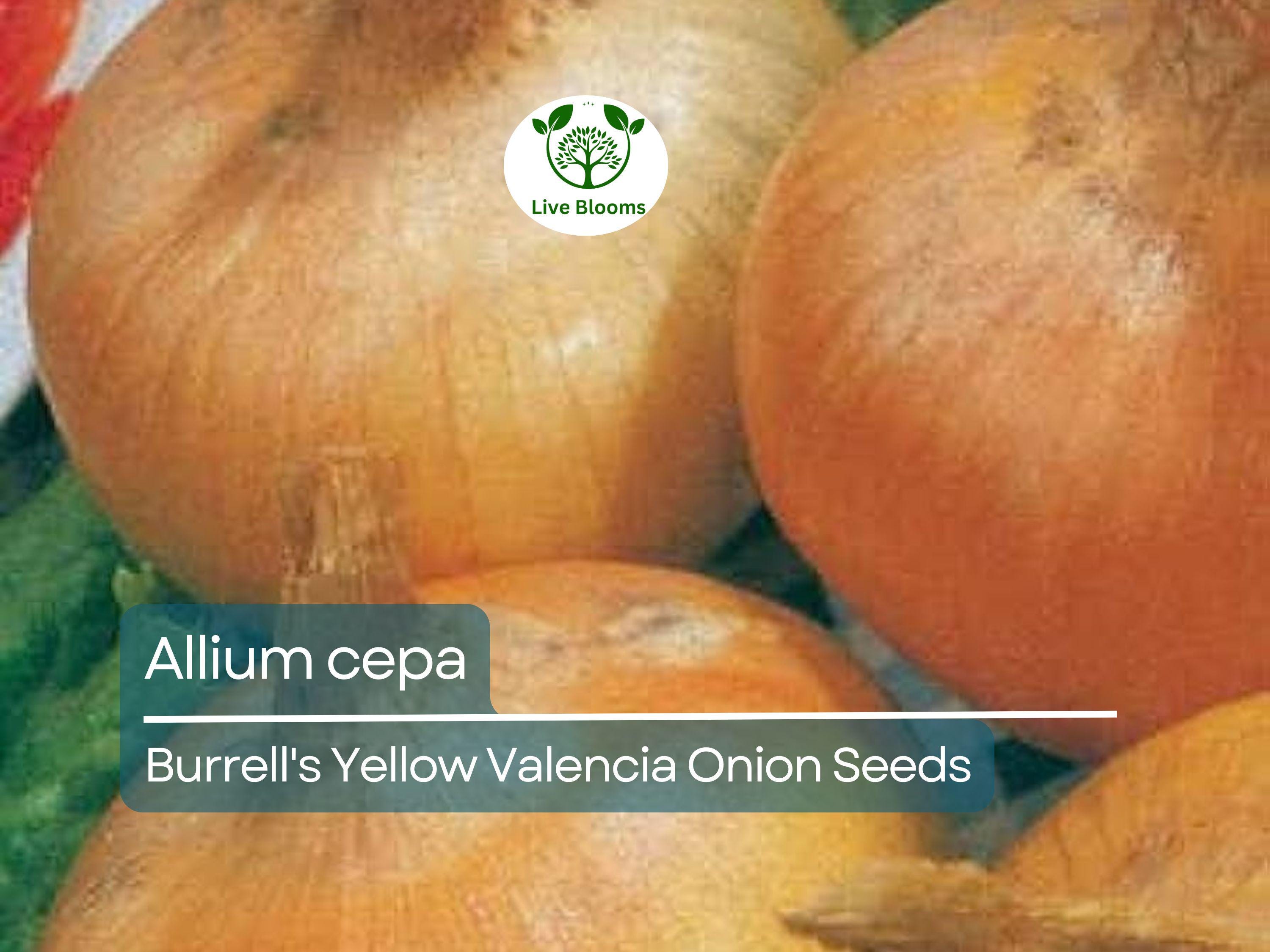 250 mg Onion Seeds - Burrell's Yellow Valencia | Allium cepa | Heirloom Vegetable Seeds for Planting, Gardening & Harvesting