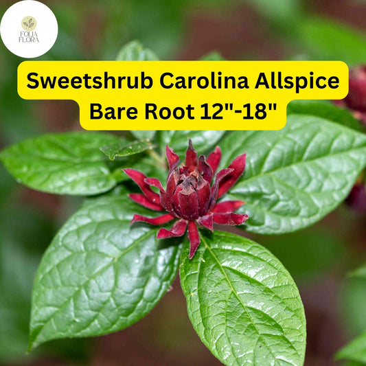 1 Sweetshrub (Calycanthus floridus) – Carolina Allspice Live Bare Root Plant 12"-18"