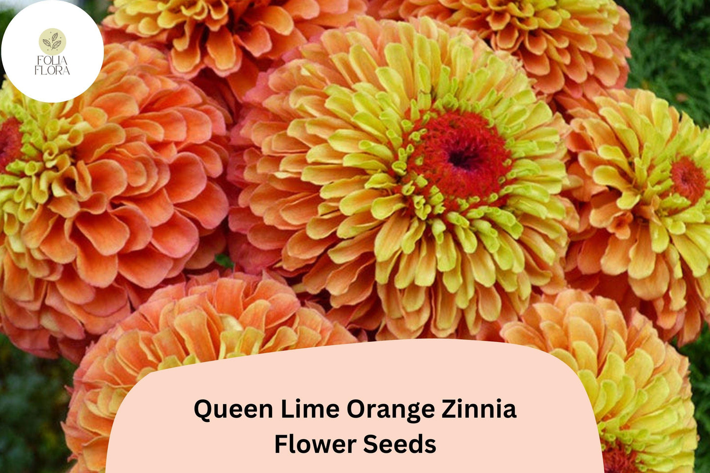100+ Queen Lime Orange Zinnia Seeds – Unique Peach-Orange Blooms for Garden Planting, Borders & Cut Flowers