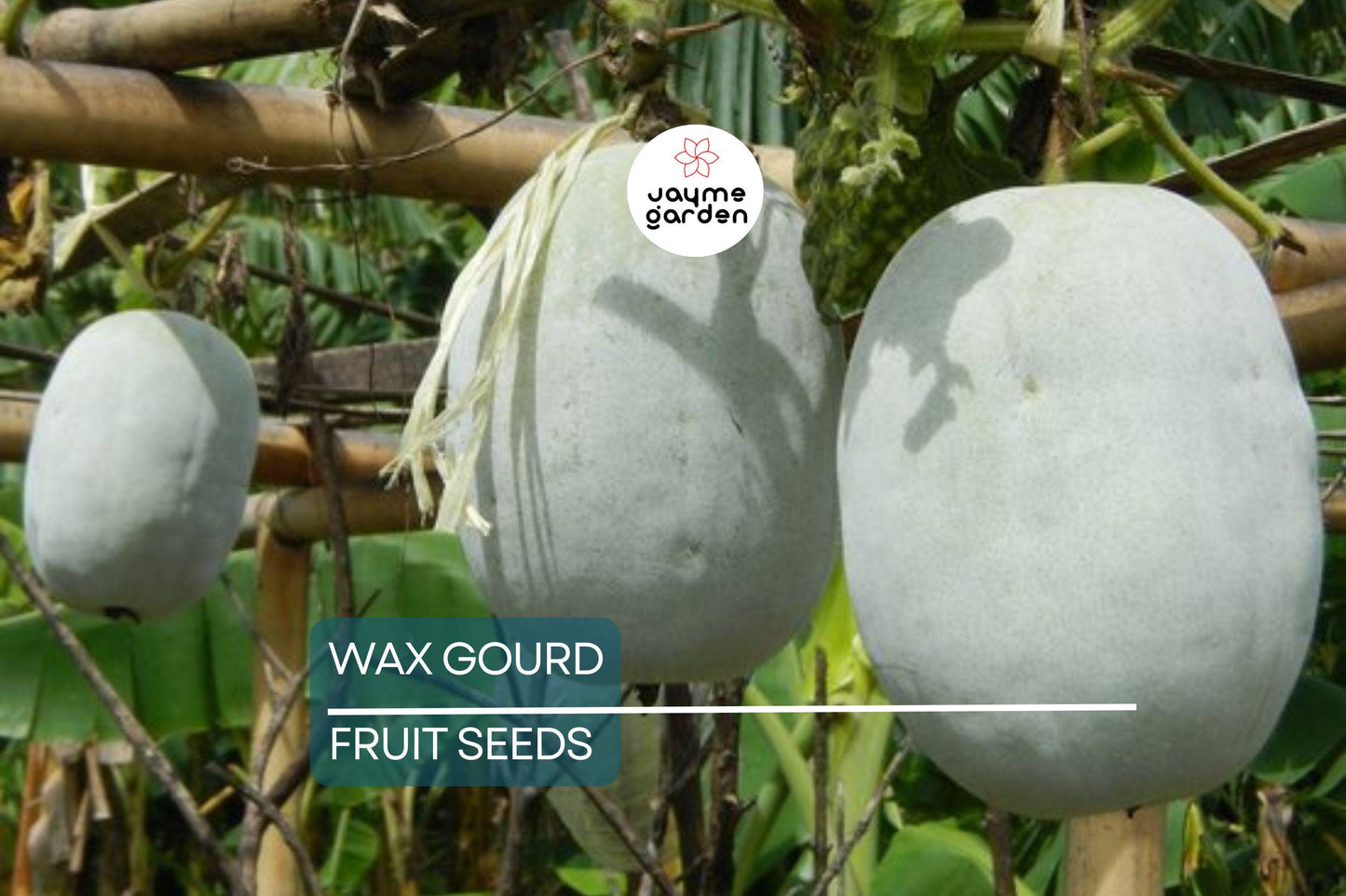 20 Wax Gourd Seeds – Fuzzy Winter Melon, Benincasa hispida, Oblong Shape, Long Storage, Heirloom, Free Shipping, USA Seller!