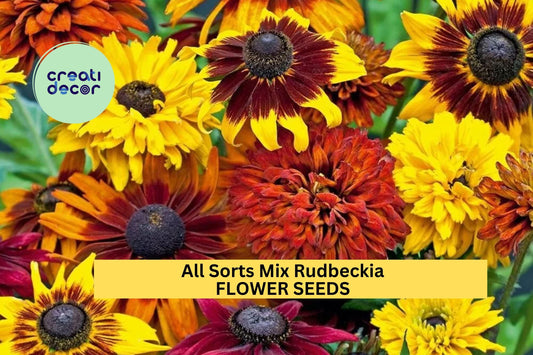 200+ All Sorts Mix Rudbeckia Seeds – Mixed Daisy-Like Blooms for Garden Planting, Long-Blooming Pollinator-Friendly Annuals – USA