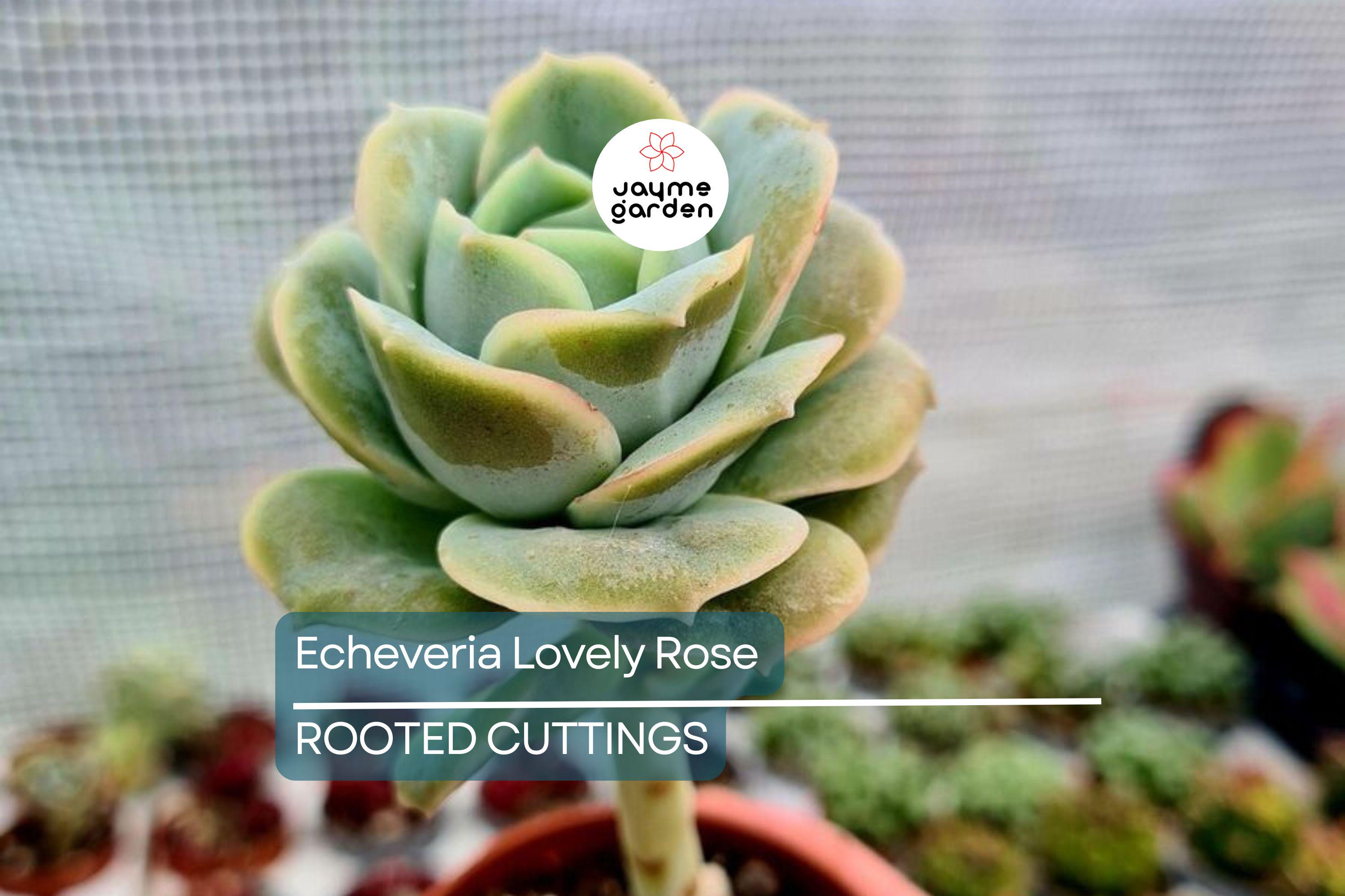 5 Live Echeveria ‘Lovely Rose’ Succulent Plants Fully Rooted in 2" Pots | Rose-Like Mini Succulents for Gifts & Decor