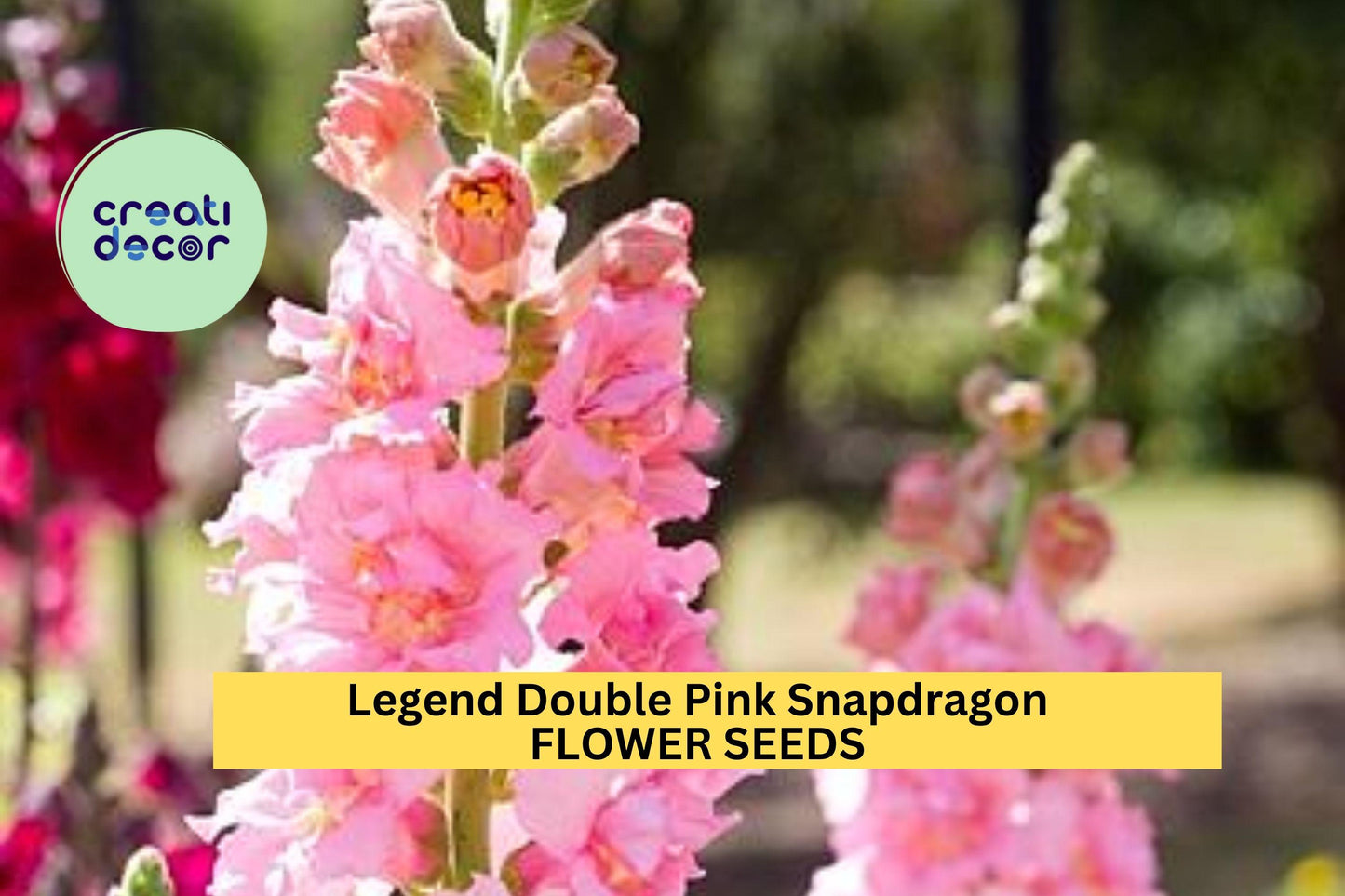 1000+ Legend Double Pink Snapdragon Seeds – Tall, Ruffled Pink Blooms for Garden Planting, Cut Flowers & Borders – USA