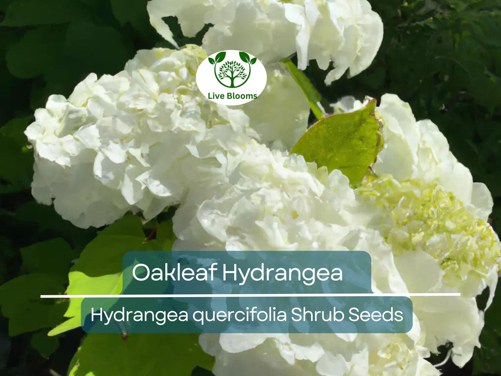 50 Hydrangea Seeds - White Flower Bush, Shrub, Oakleaf Hydrangea (Hydrangea quercifolia), Hardy Plant, Garden Starter, Landscaping Plant