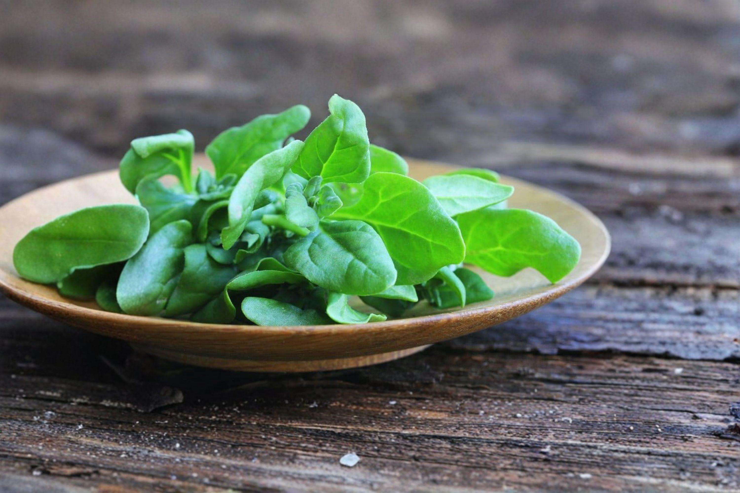 Spinach – New Zealand 100 Seeds | Heat-Tolerant Greens | Summer Spinach Alternative | Continuous Harvest