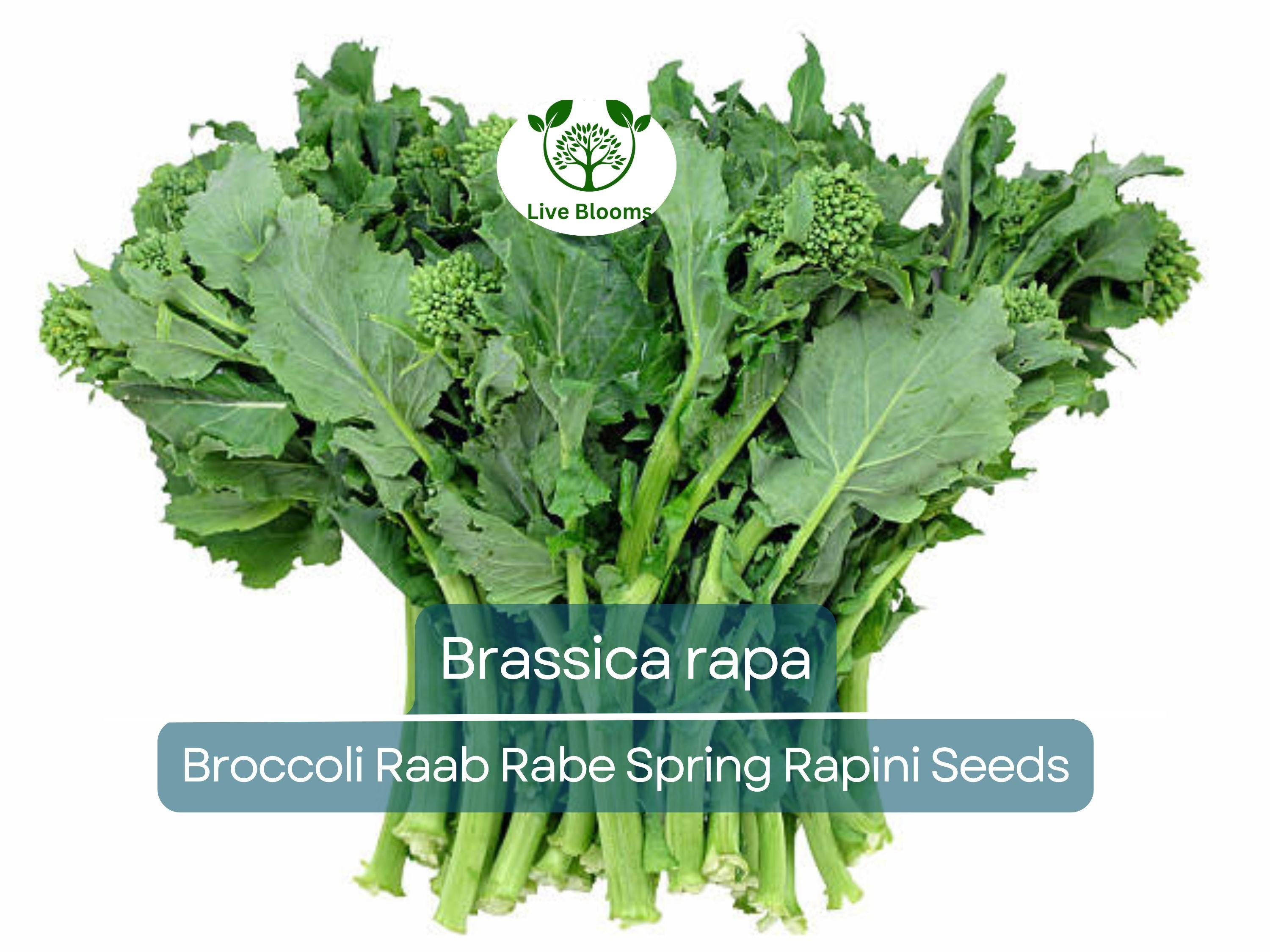 150 Seeds Broccoli Raab Rabe - Brassica rapa | Heirloom Spring Rapini for Planting, Gardening & Culinary Use