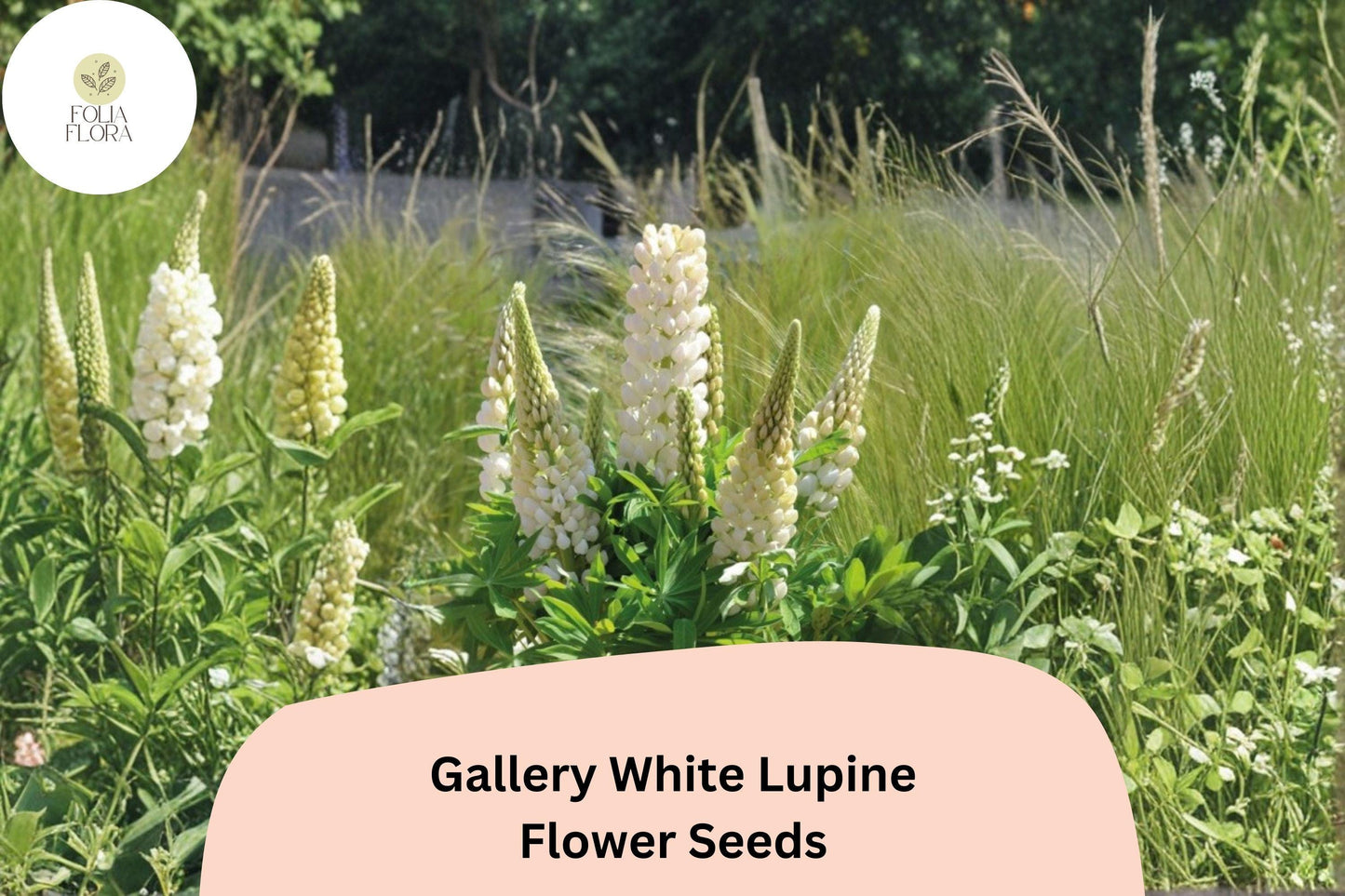 25+ Gallery White Lupine Seeds for Garden Planting | Lupinus polyphyllus | Perennial Cottage Garden Blooms