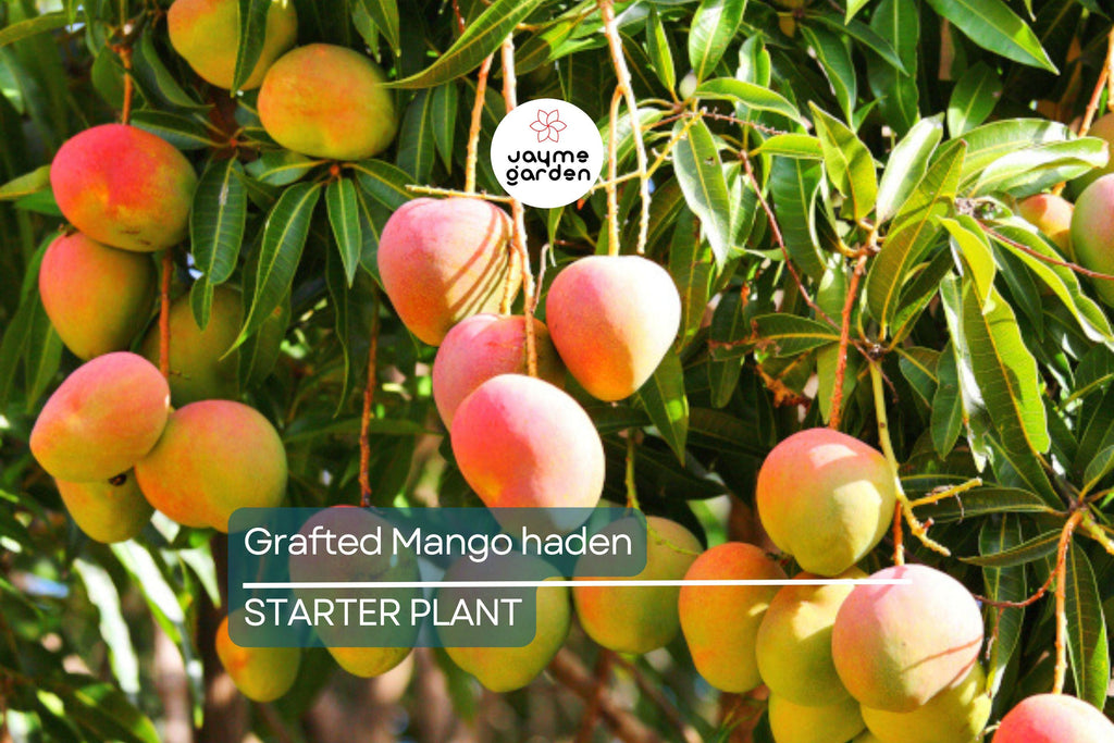 Grafted Mango Haden Tree (Mangifera) Starter 3’-4’ - Juicy, Sweet & Tangy Tropical Fruit Tree for Gardens