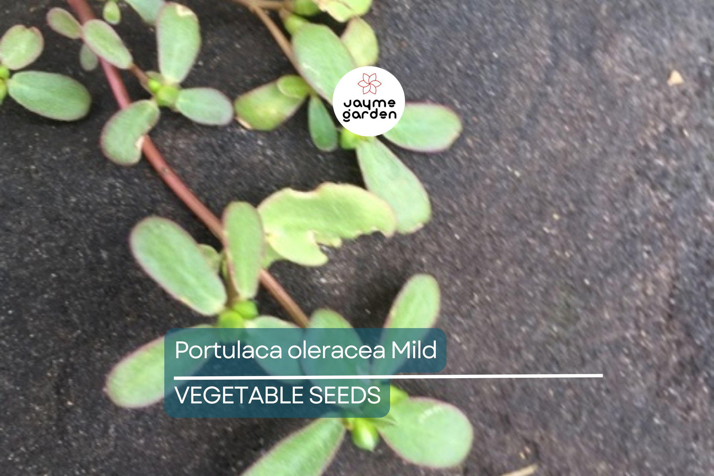 2000 Red Purslane Seeds - Edible Succulent - Portulaca oleracea - Verdolaga - Mild Spinach Flavor - Nutritious Herb - Free Shipping