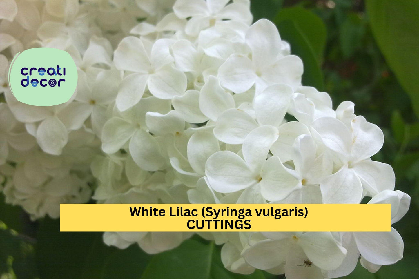 5 White Lilac Cuttings | Syringa vulgaris | 6–7" Dormant Unrooted Scions | Organic Non-GMO Flowering Shrub Starter