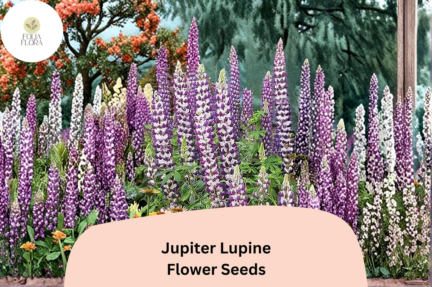 25+ Jupiter Lupine Seeds | Purple Lupinus | Tall Lupine for Garden Planting