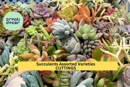 17 Assorted Succulent Cuttings – Mixed Fresh Unrooted Varieties | Colorful Rosettes, Trailers & Uprights for Pots, Gifts, or DIY Projects
