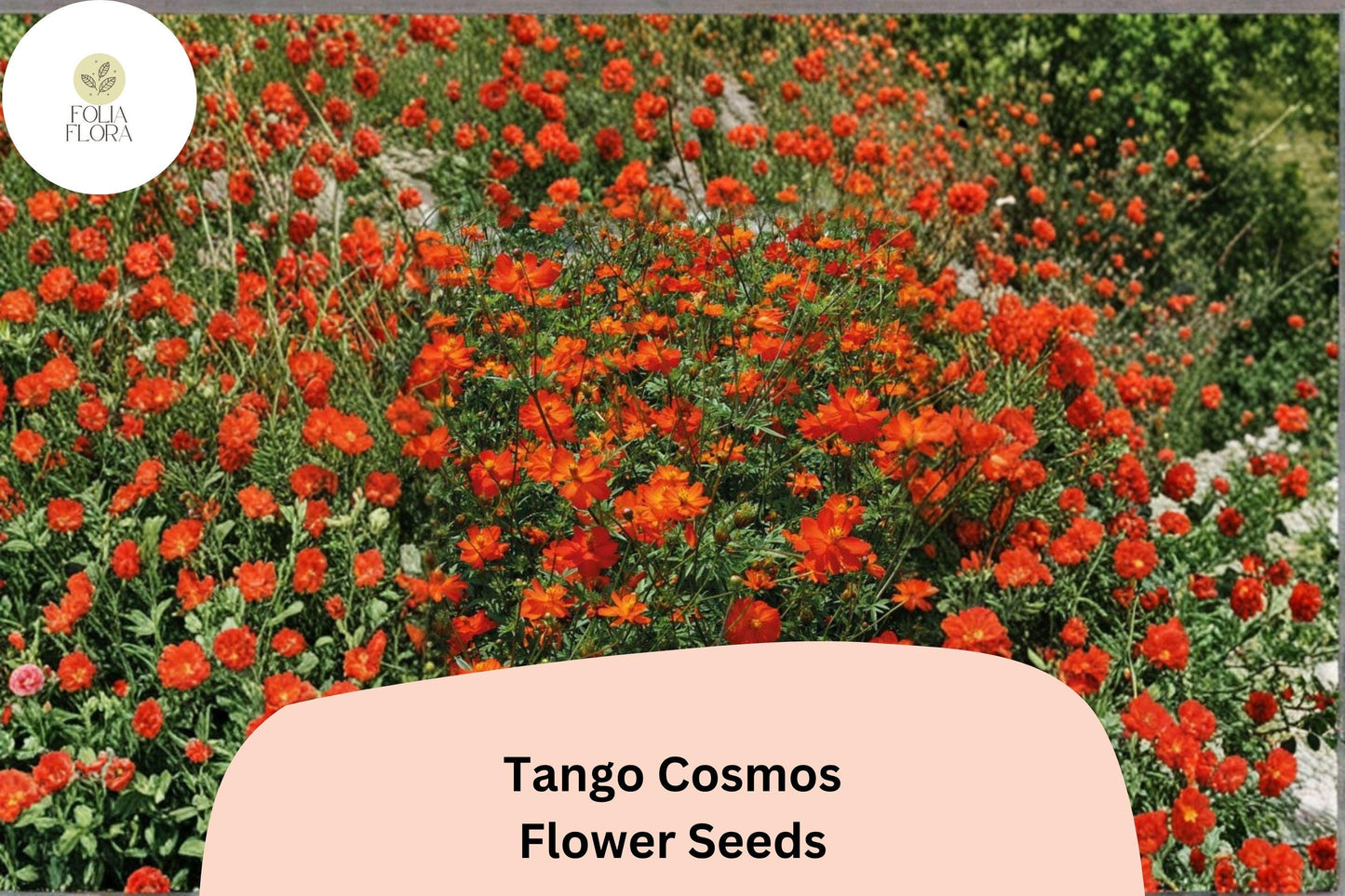 200+ Tango Cosmos Seeds | Cosmos sulphureus Fiery Orange Blooms | Hardy Annual Flower Seeds for Garden